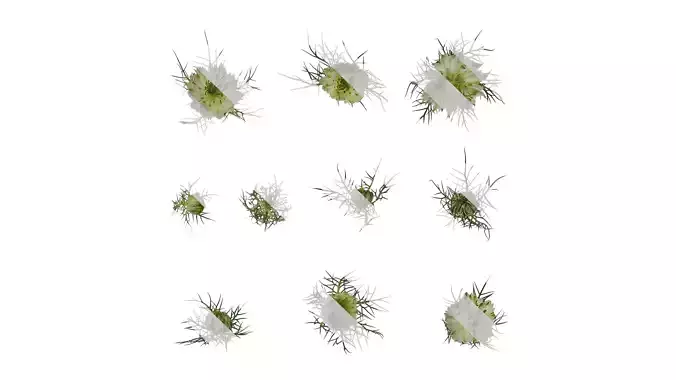 Anydrafts Nigella damascena Atlas 06