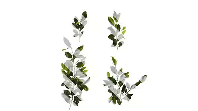 Anydrafts Ficus concinna Atlas 11