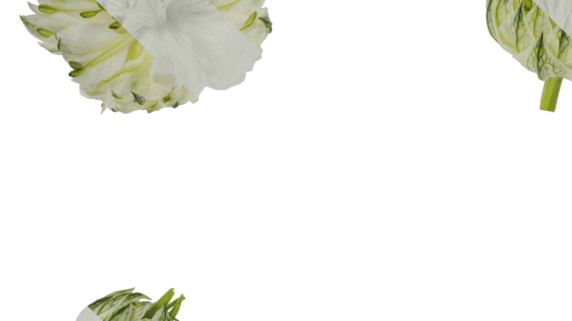 Anydrafts Nigella damascena Flower 01 Texture_5