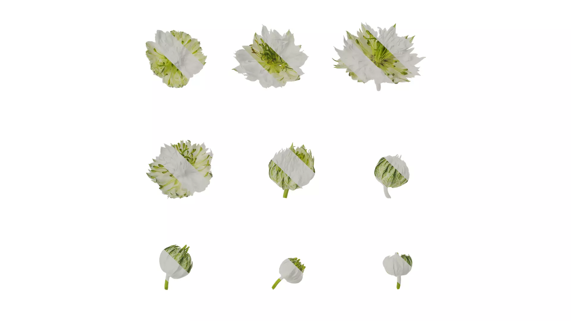 Anydrafts Nigella damascena Flower 01 Texture_0