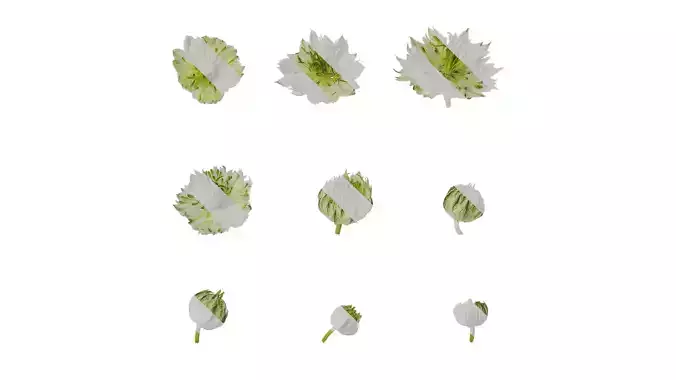 Anydrafts Nigella damascena Flower 01