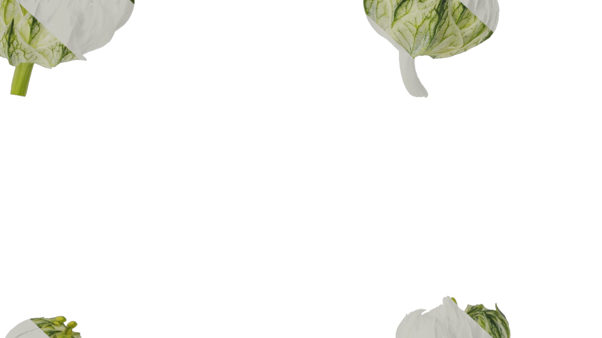 Anydrafts Nigella damascena Flower 01 Texture_6