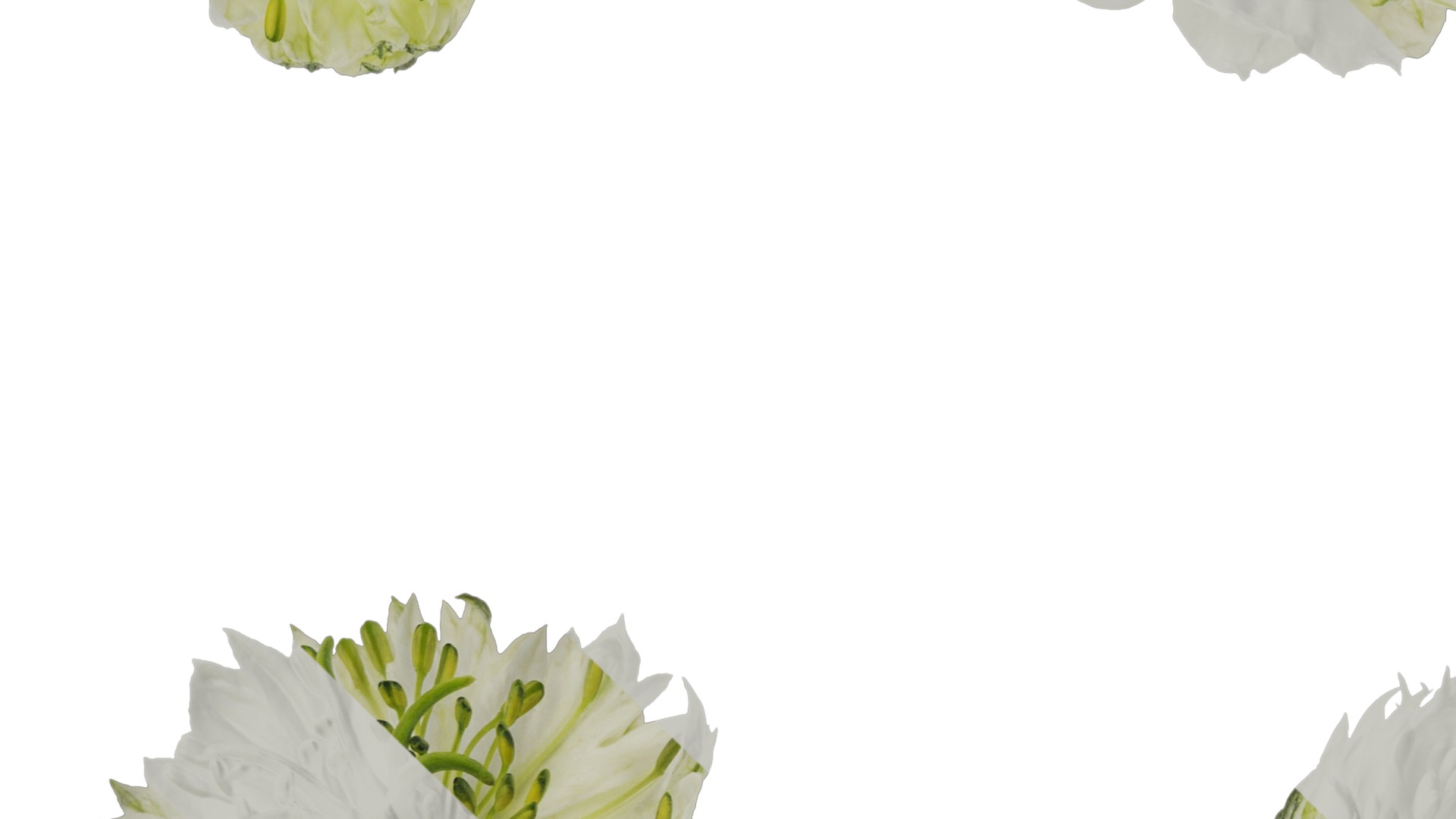 Anydrafts Nigella damascena Flower 01 Texture_3