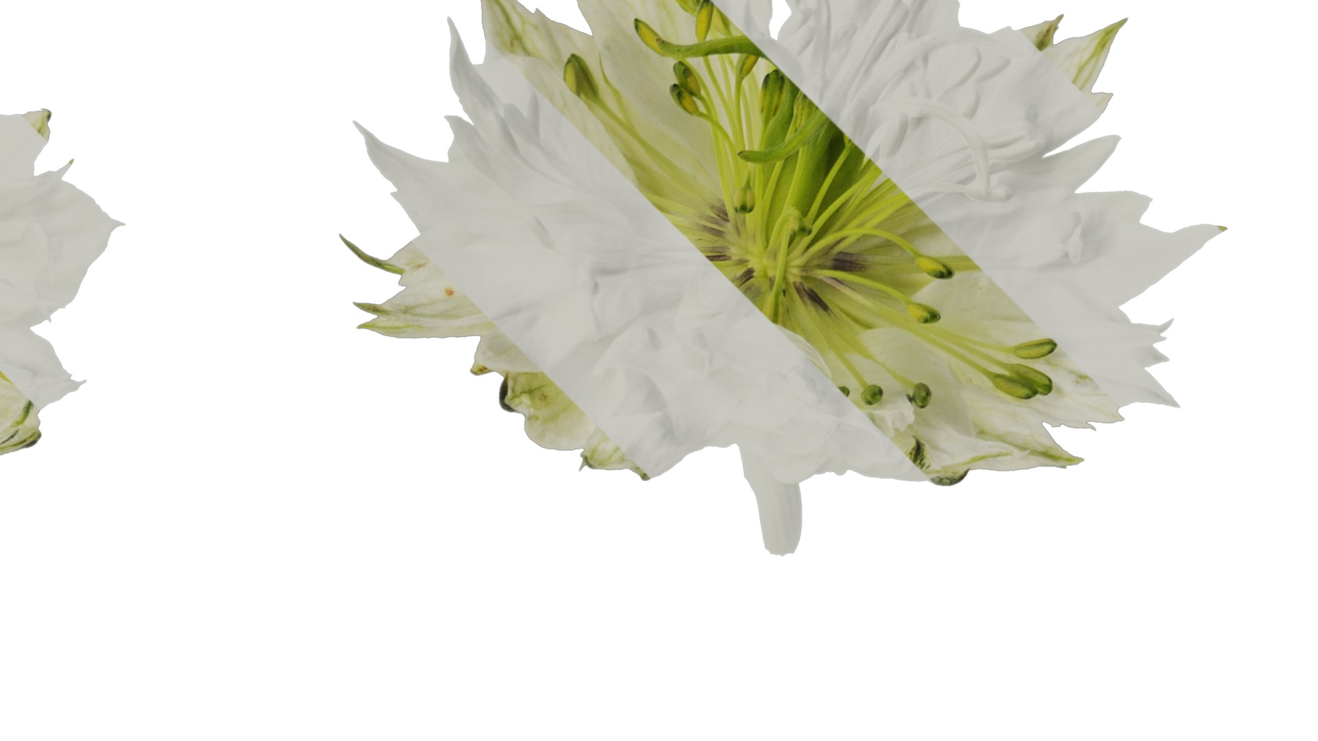 Anydrafts Nigella damascena Flower 01 Texture_2