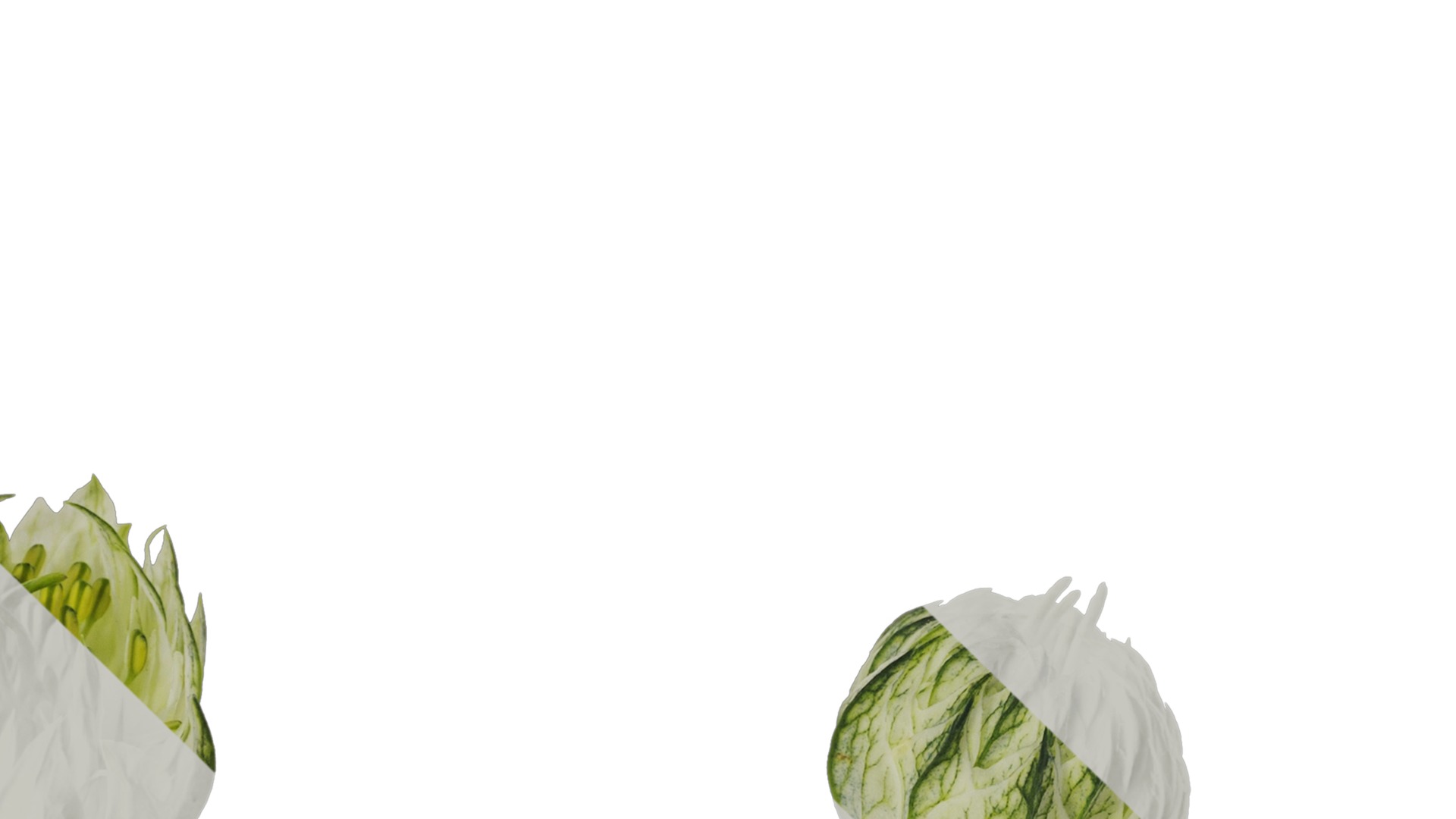 Anydrafts Nigella damascena Flower 01 Texture_4