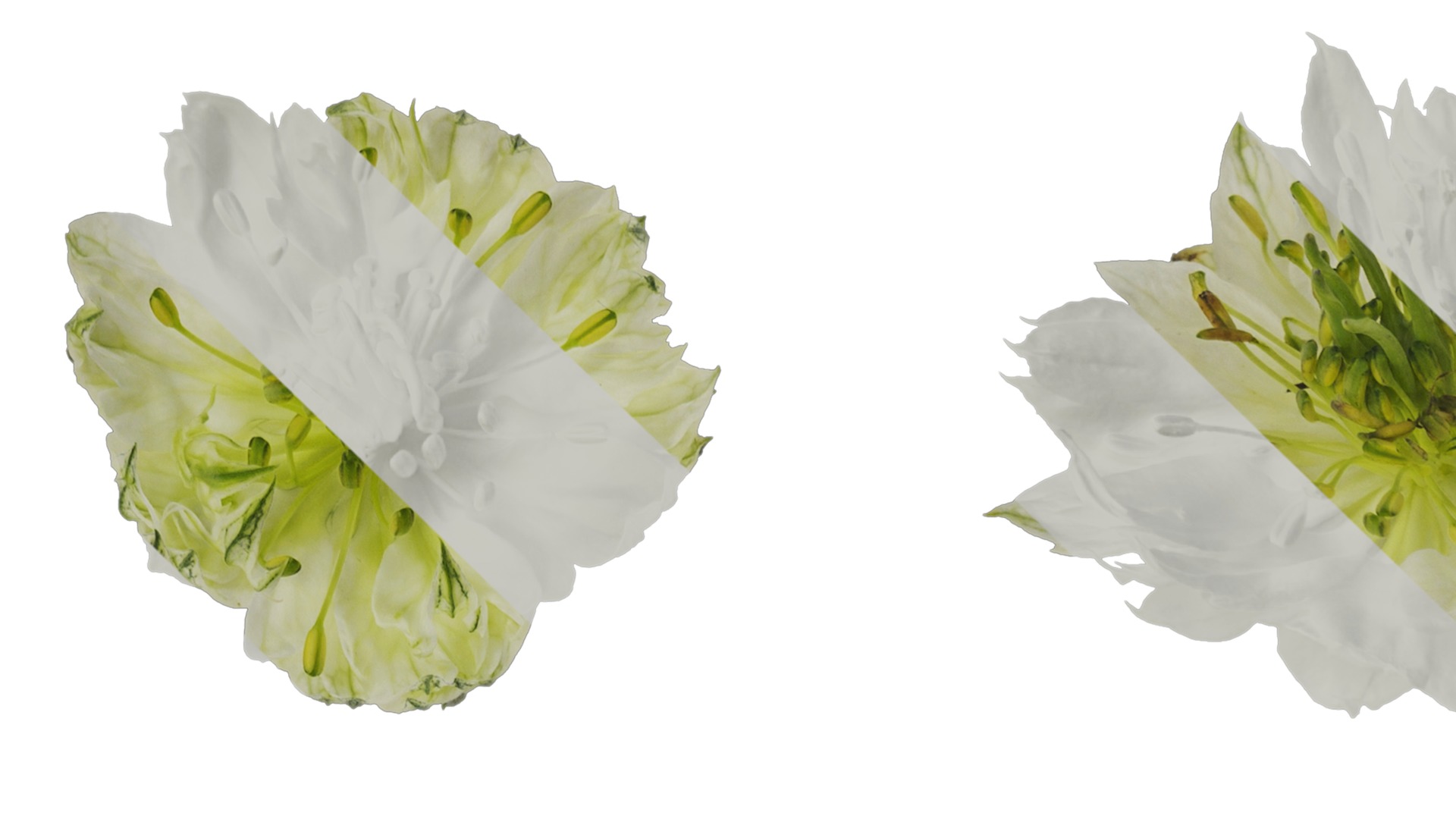 Anydrafts Nigella damascena Flower 01 Texture_1