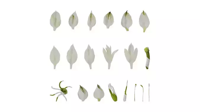 Anydrafts Nigella damascena Flower 02