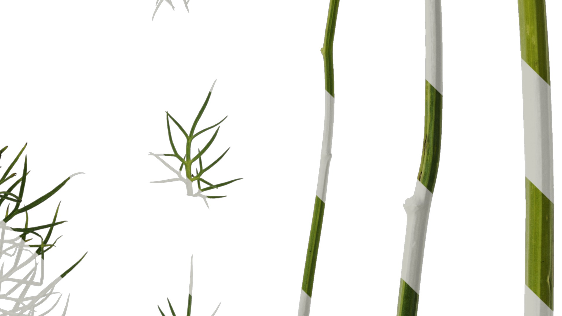 Anydrafts Nigella damascena Leaf 01 Texture_4