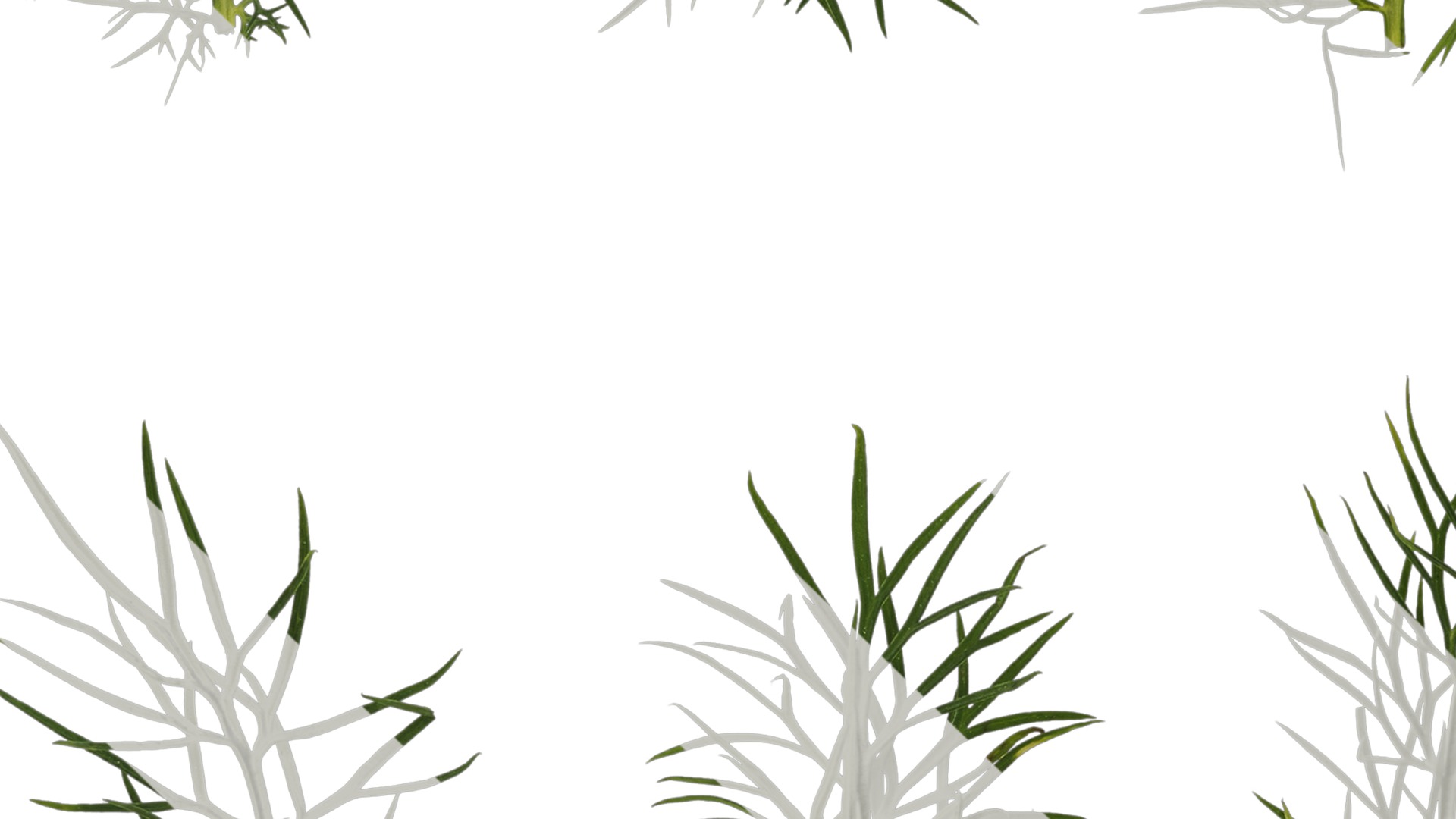 Anydrafts Nigella damascena Leaf 01 Texture_3