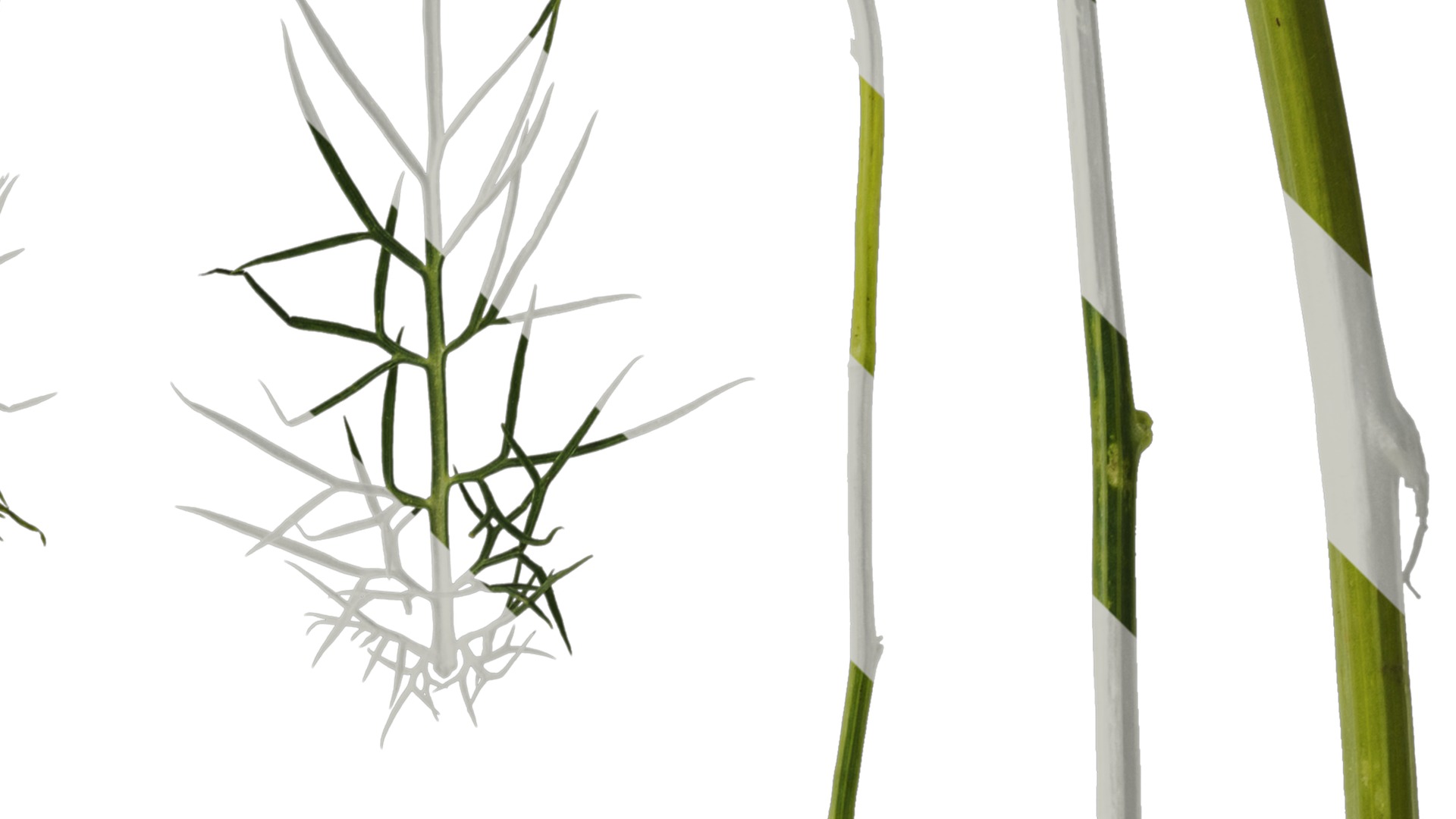 Anydrafts Nigella damascena Leaf 01 Texture_2