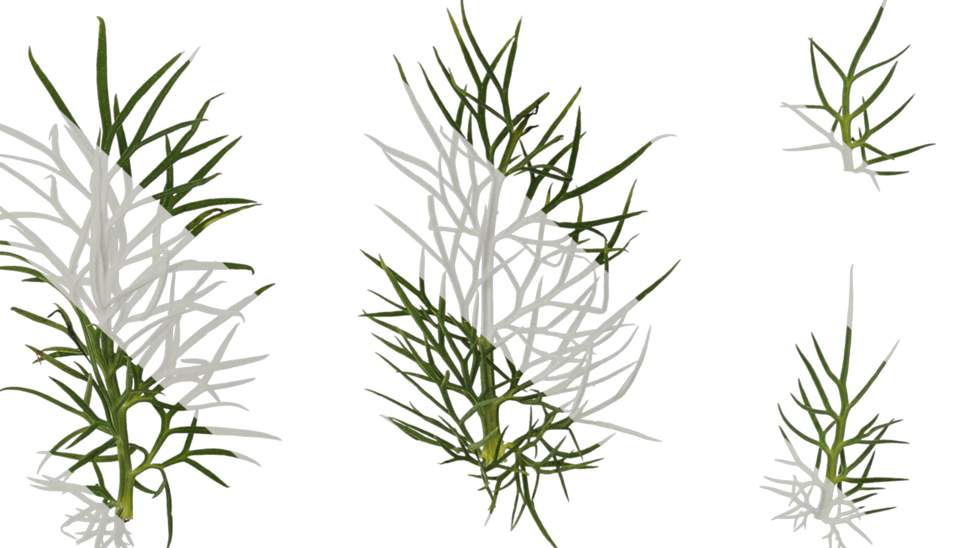 Anydrafts Nigella damascena Leaf 01 Texture_7