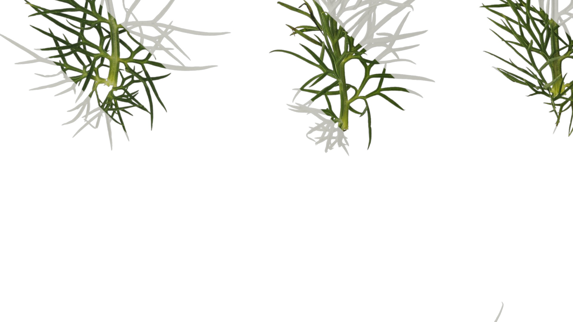 Anydrafts Nigella damascena Leaf 01 Texture_5