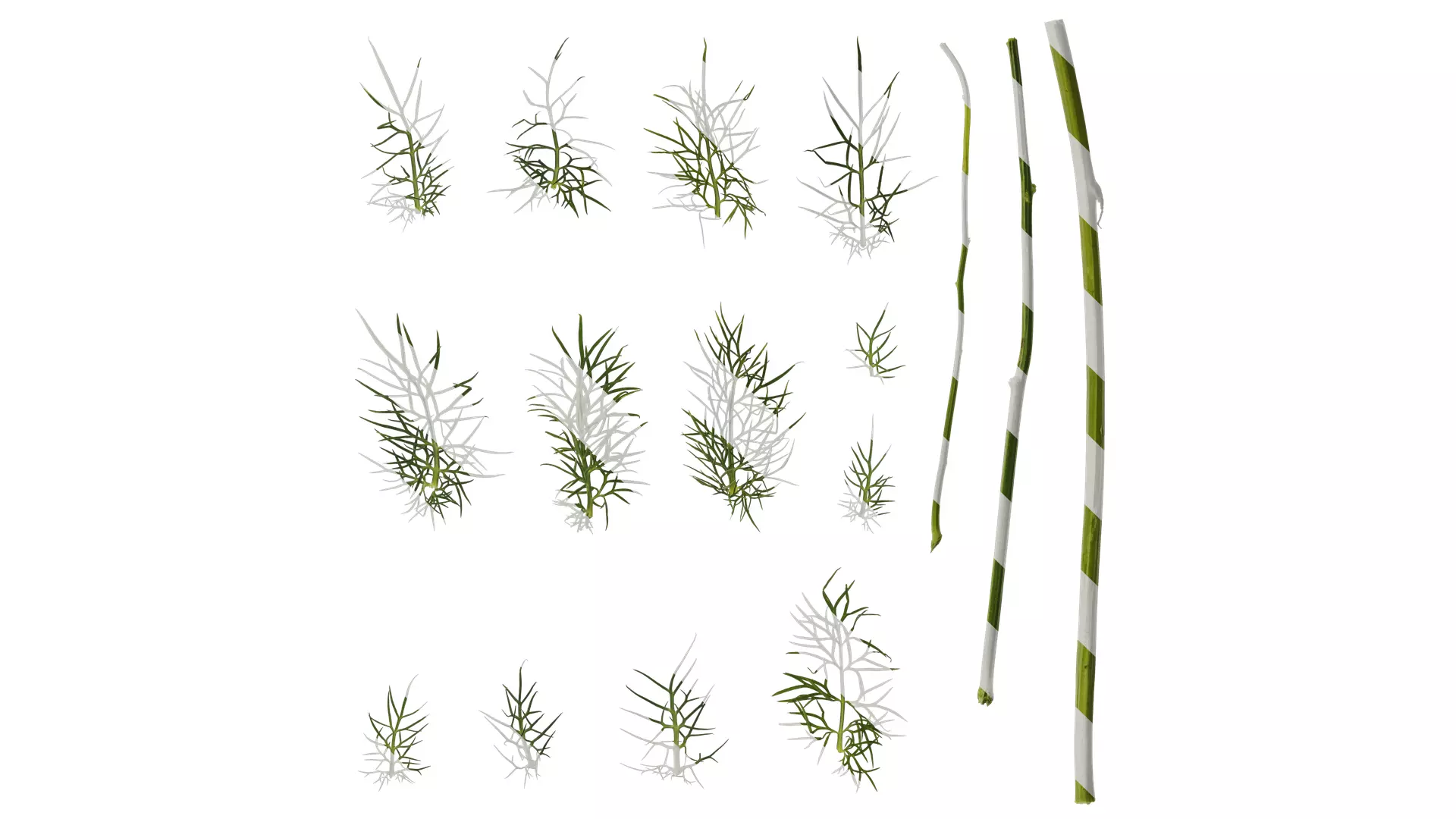 Anydrafts Nigella damascena Leaf 01 Texture_0