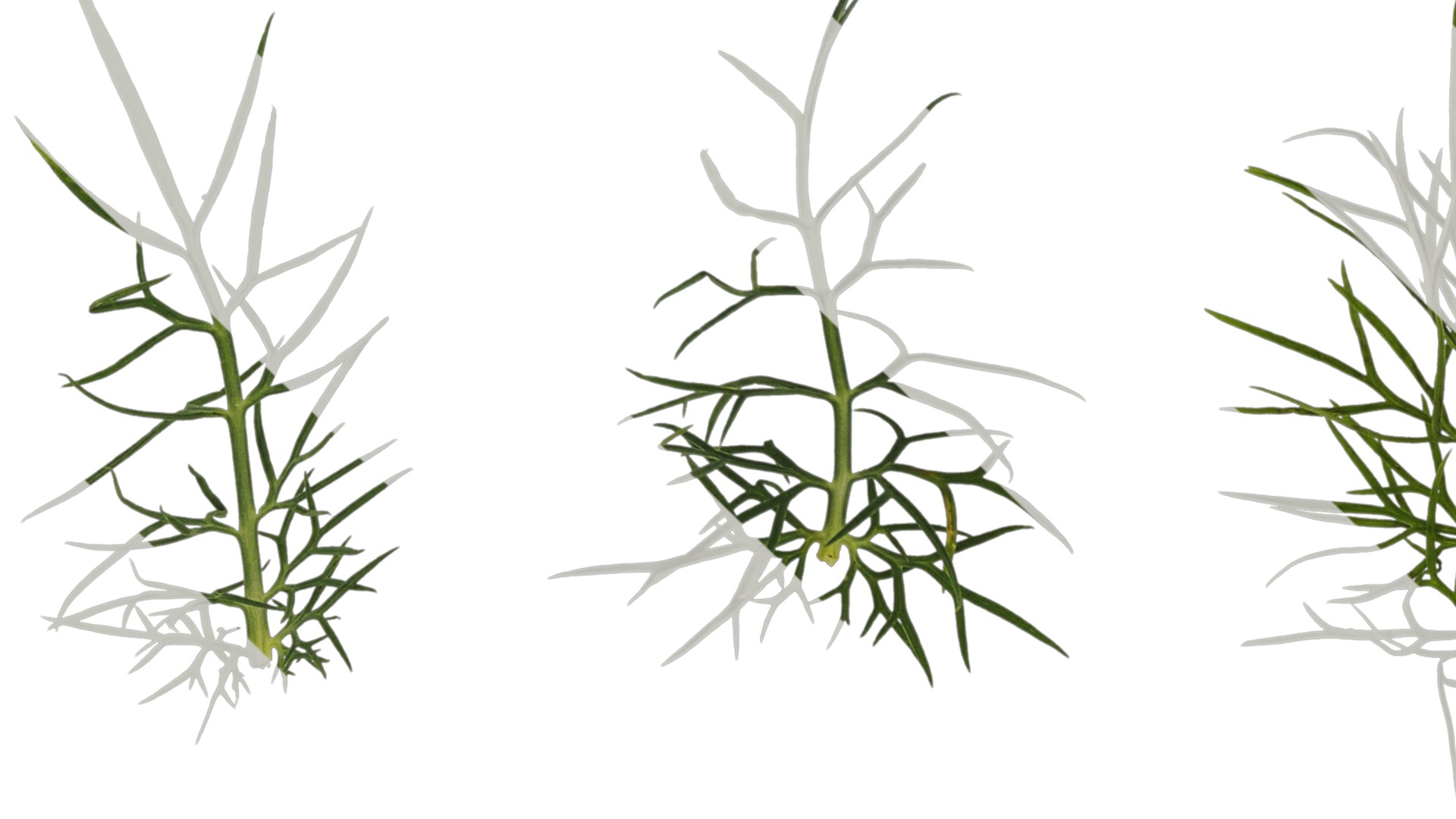 Anydrafts Nigella damascena Leaf 01 Texture_1