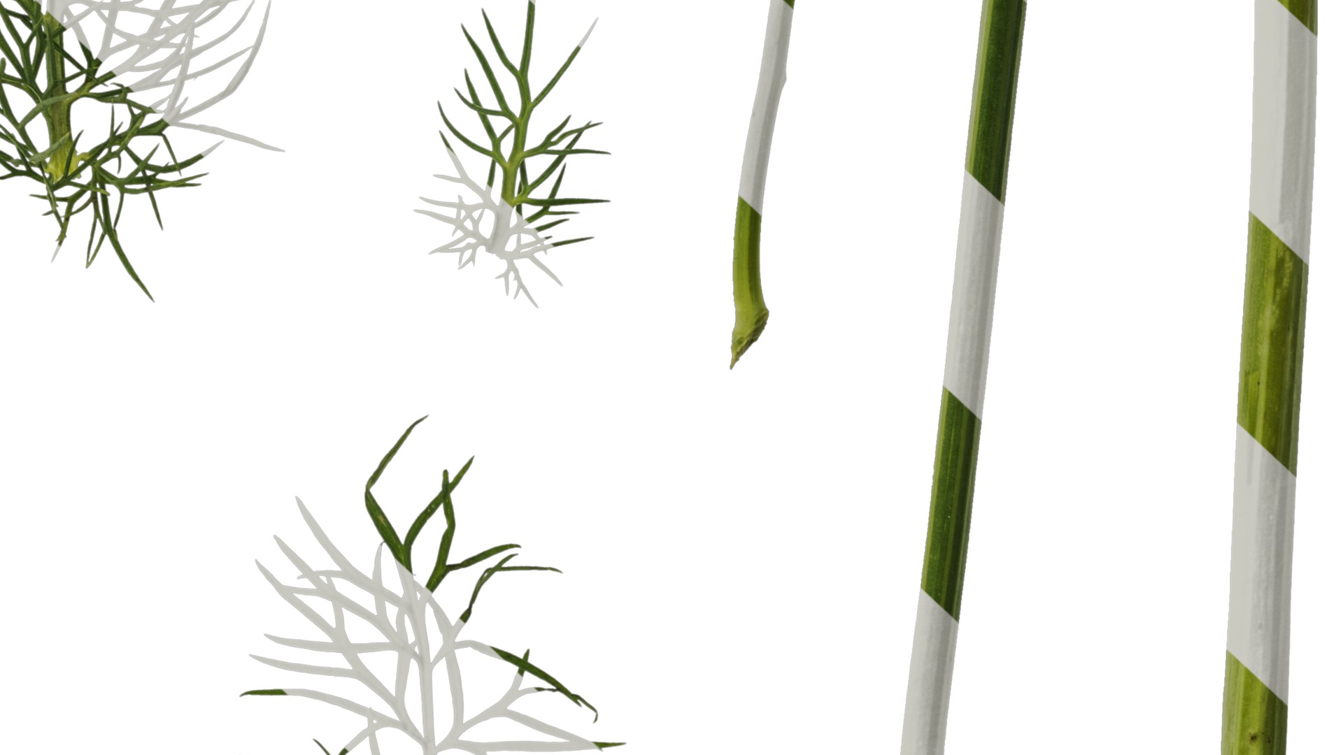 Anydrafts Nigella damascena Leaf 01 Texture_6