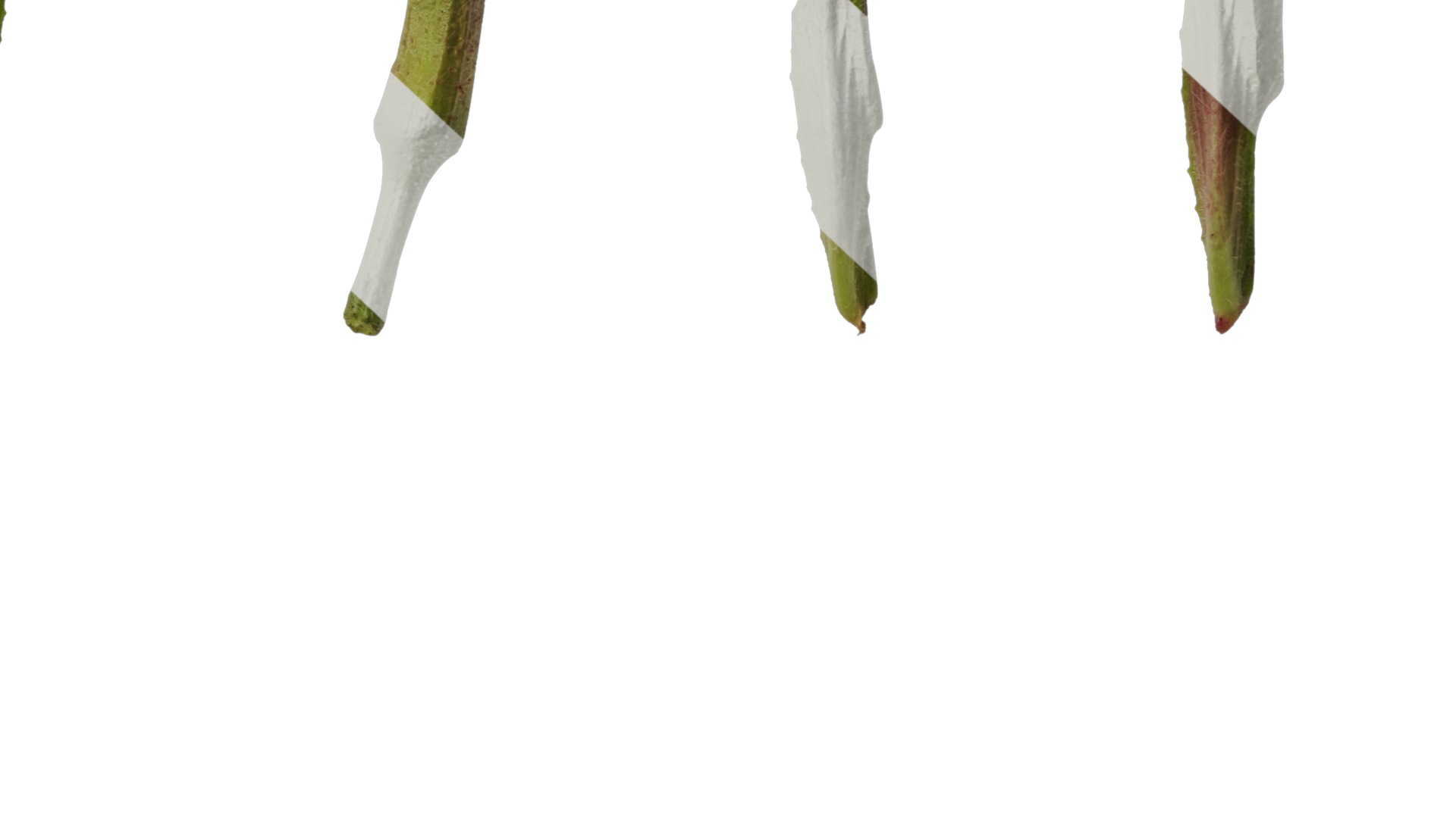 Anydrafts Oenothera glazioviana Atlas 02 Texture_6