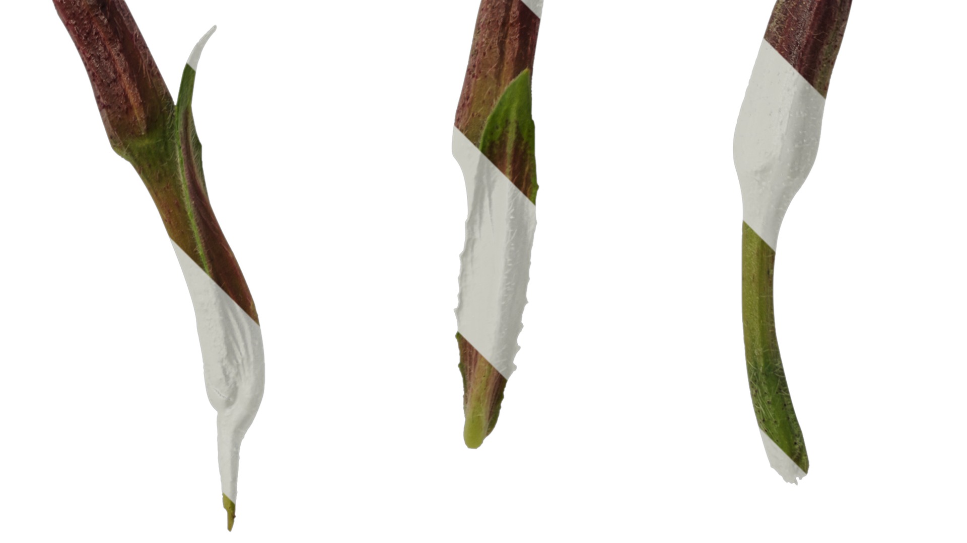 Anydrafts Oenothera glazioviana Atlas 02 Texture_2