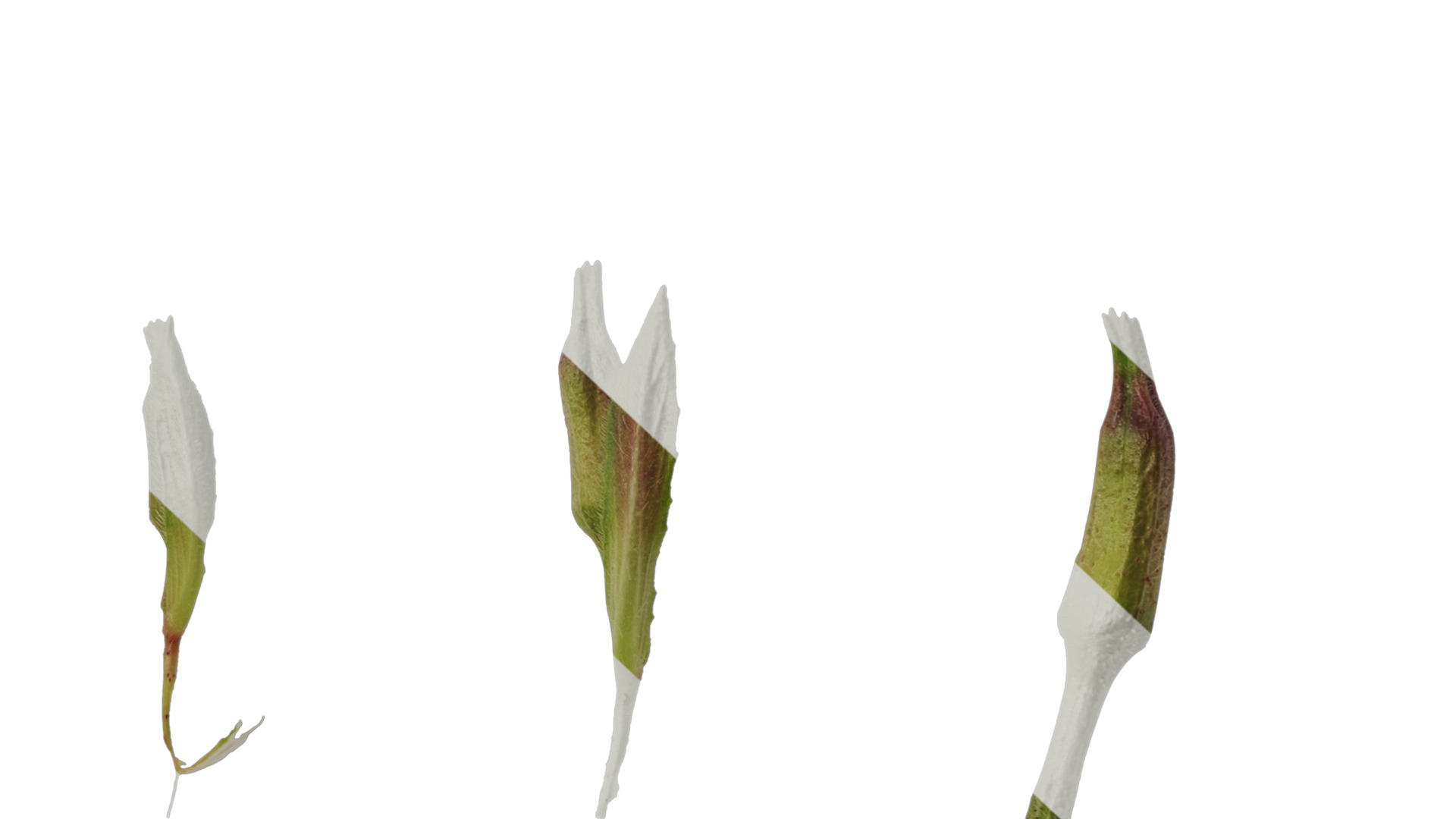 Anydrafts Oenothera glazioviana Atlas 02 Texture_7