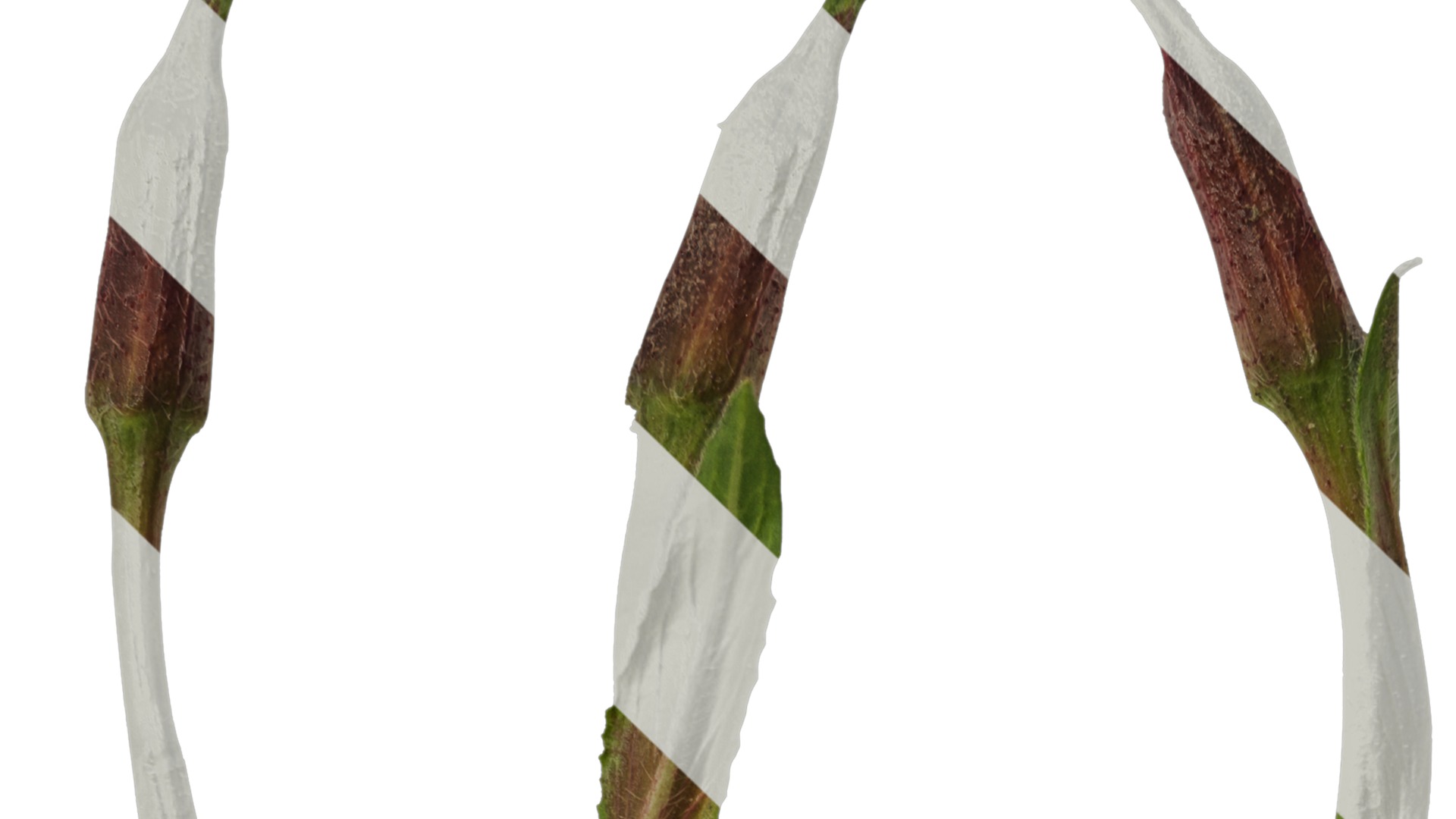 Anydrafts Oenothera glazioviana Atlas 02 Texture_1