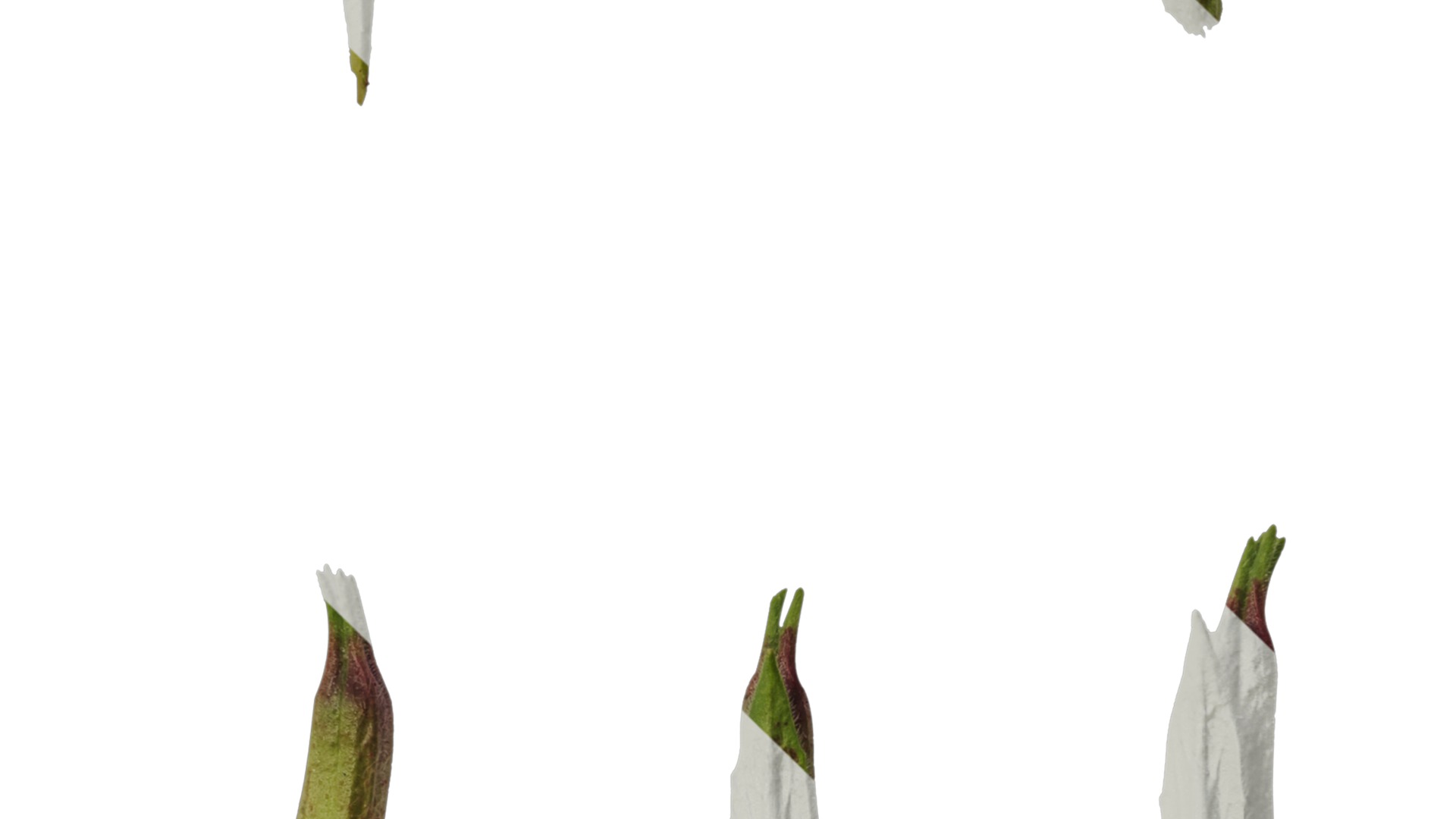 Anydrafts Oenothera glazioviana Atlas 02 Texture_4