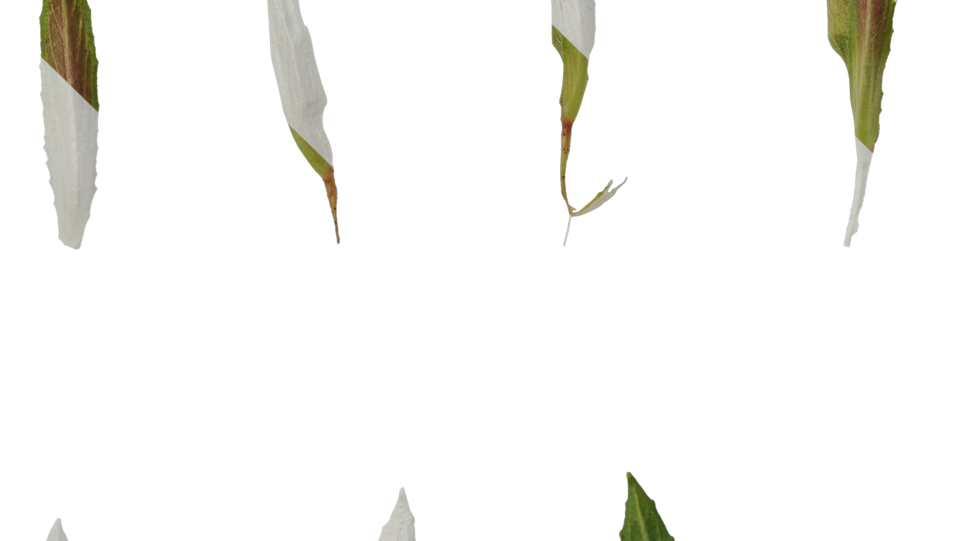 Anydrafts Oenothera glazioviana Atlas 02 Texture_5