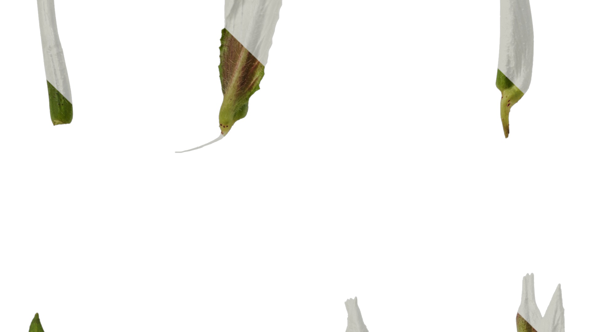 Anydrafts Oenothera glazioviana Atlas 02 Texture_3