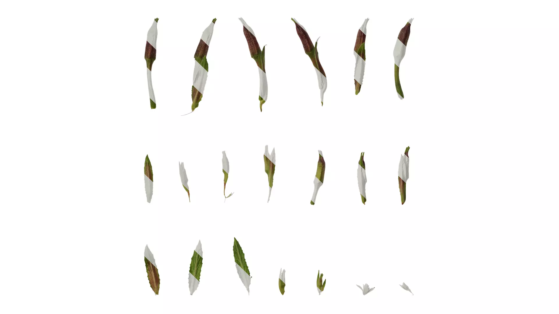 Anydrafts Oenothera glazioviana Atlas 02 Texture_0
