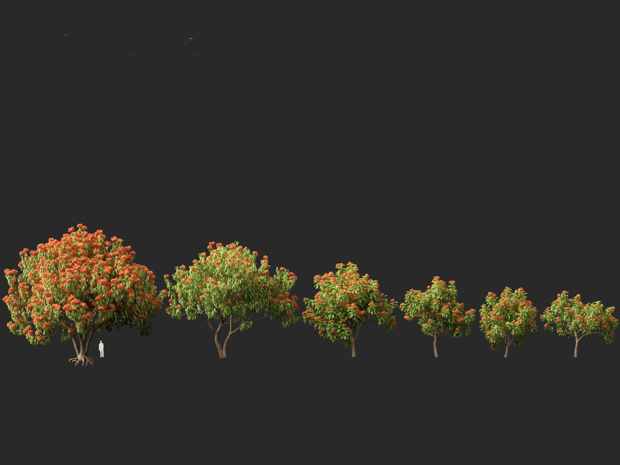 HighPolyLowPoly - Saraca asoca - ashoka tree Low-poly 3D model_5
