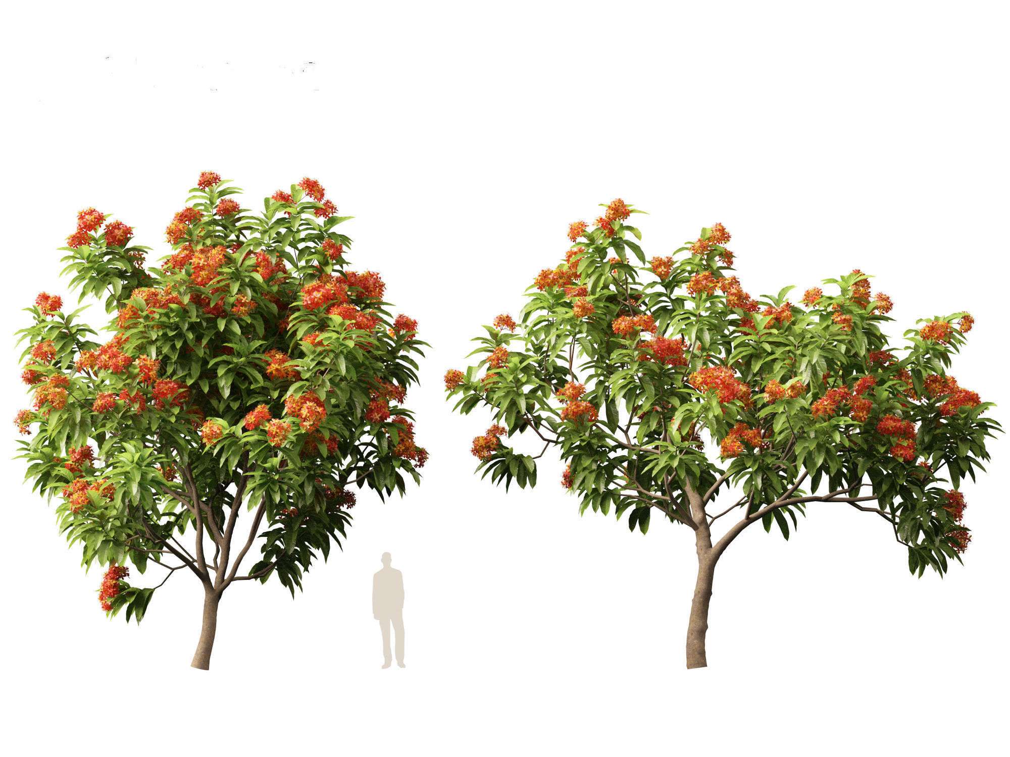 HighPolyLowPoly - Saraca asoca - ashoka tree Low-poly 3D model_10