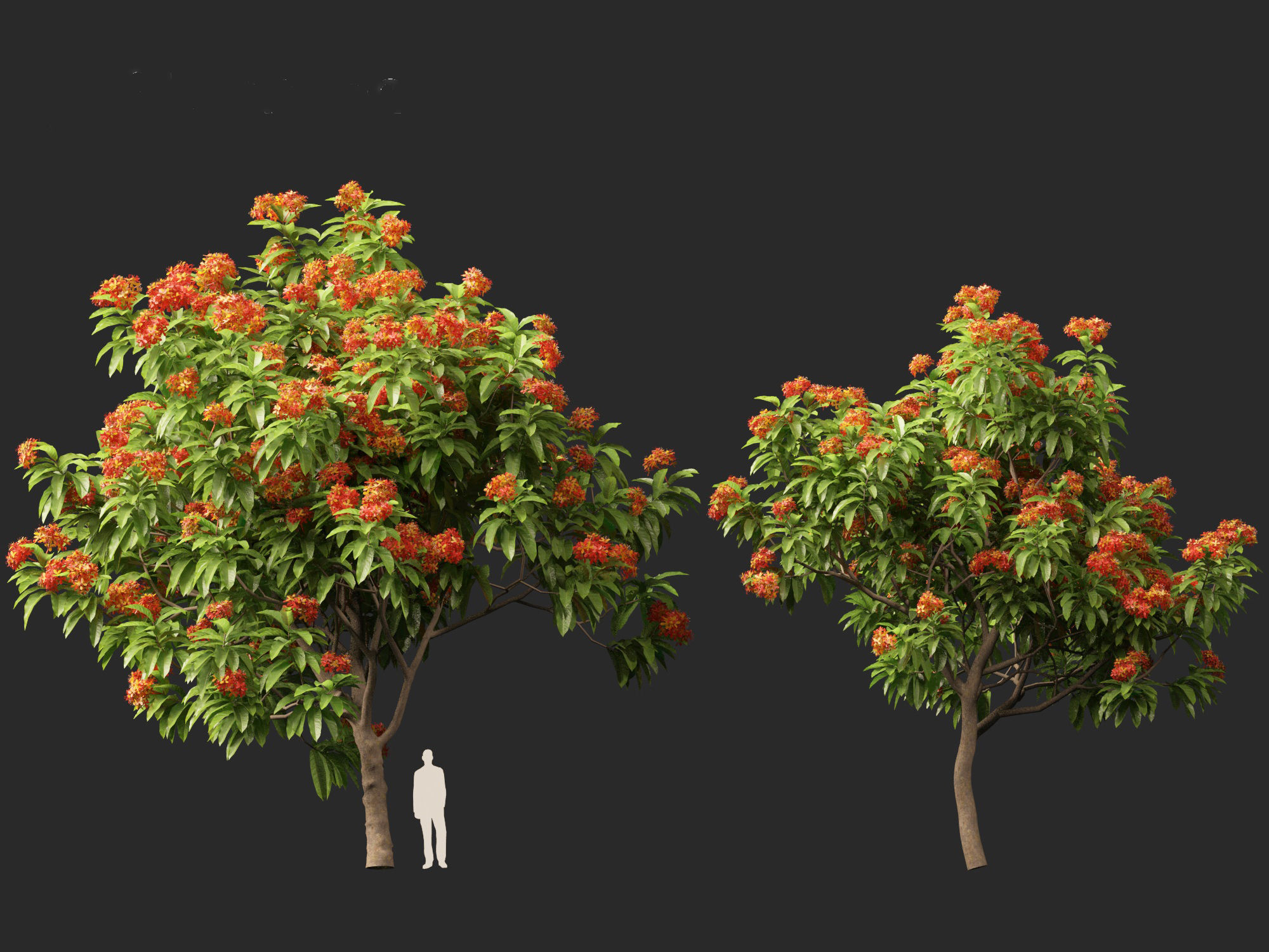 HighPolyLowPoly - Saraca asoca - ashoka tree Low-poly 3D model_9