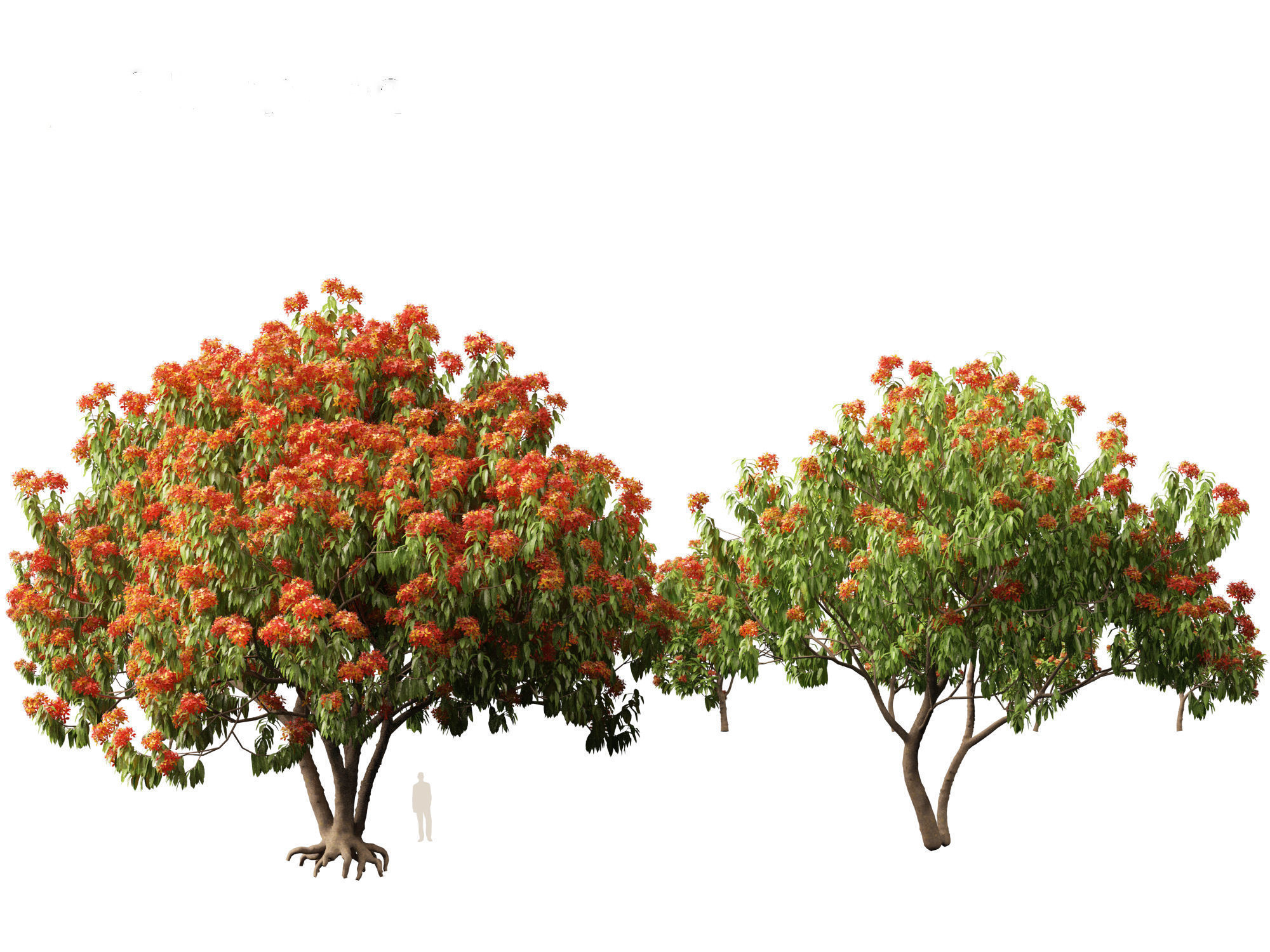 HighPolyLowPoly - Saraca asoca - ashoka tree Low-poly 3D model_6