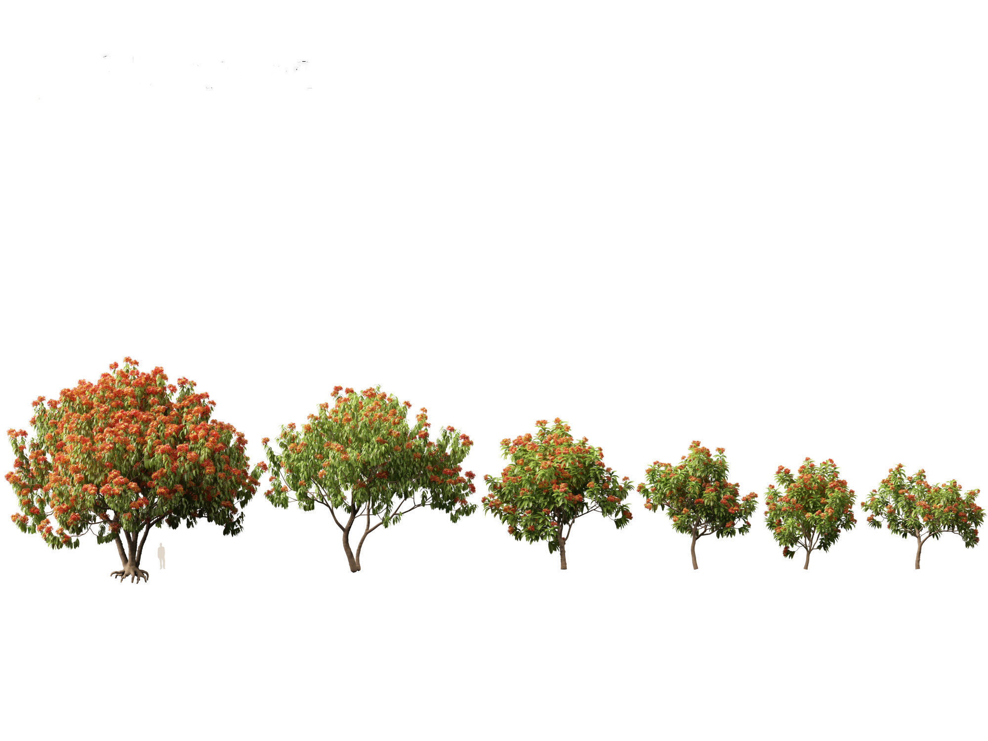 HighPolyLowPoly - Saraca asoca - ashoka tree Low-poly 3D model_1