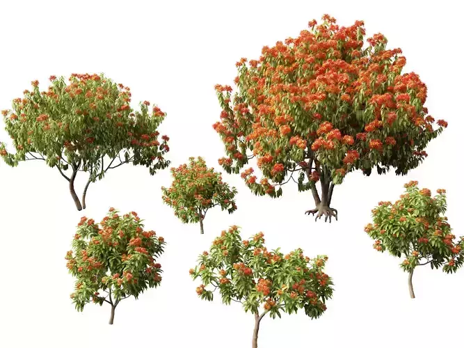 HighPolyLowPoly - Saraca asoca - ashoka tree