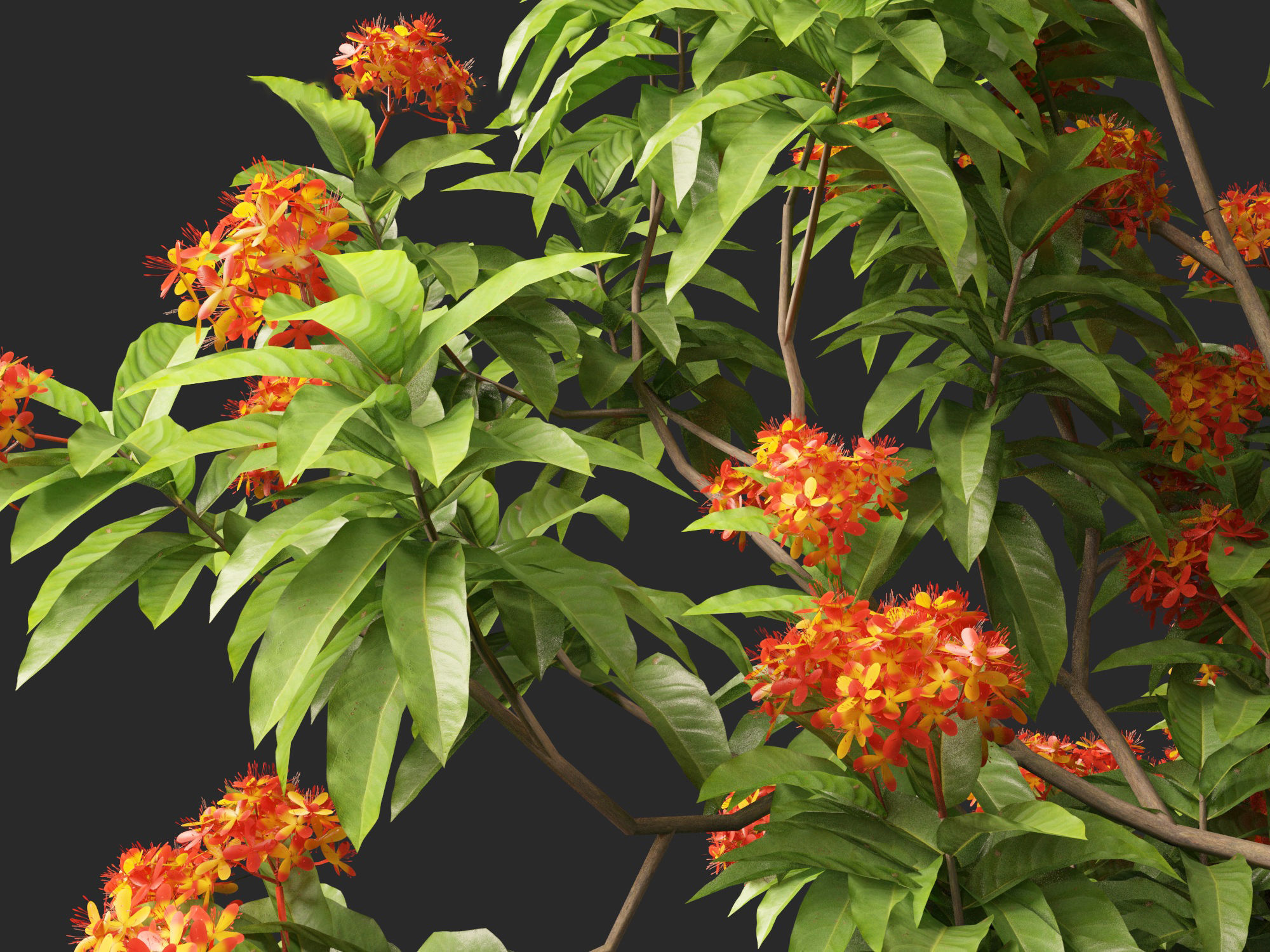 HighPolyLowPoly - Saraca asoca - ashoka tree Low-poly 3D model_4