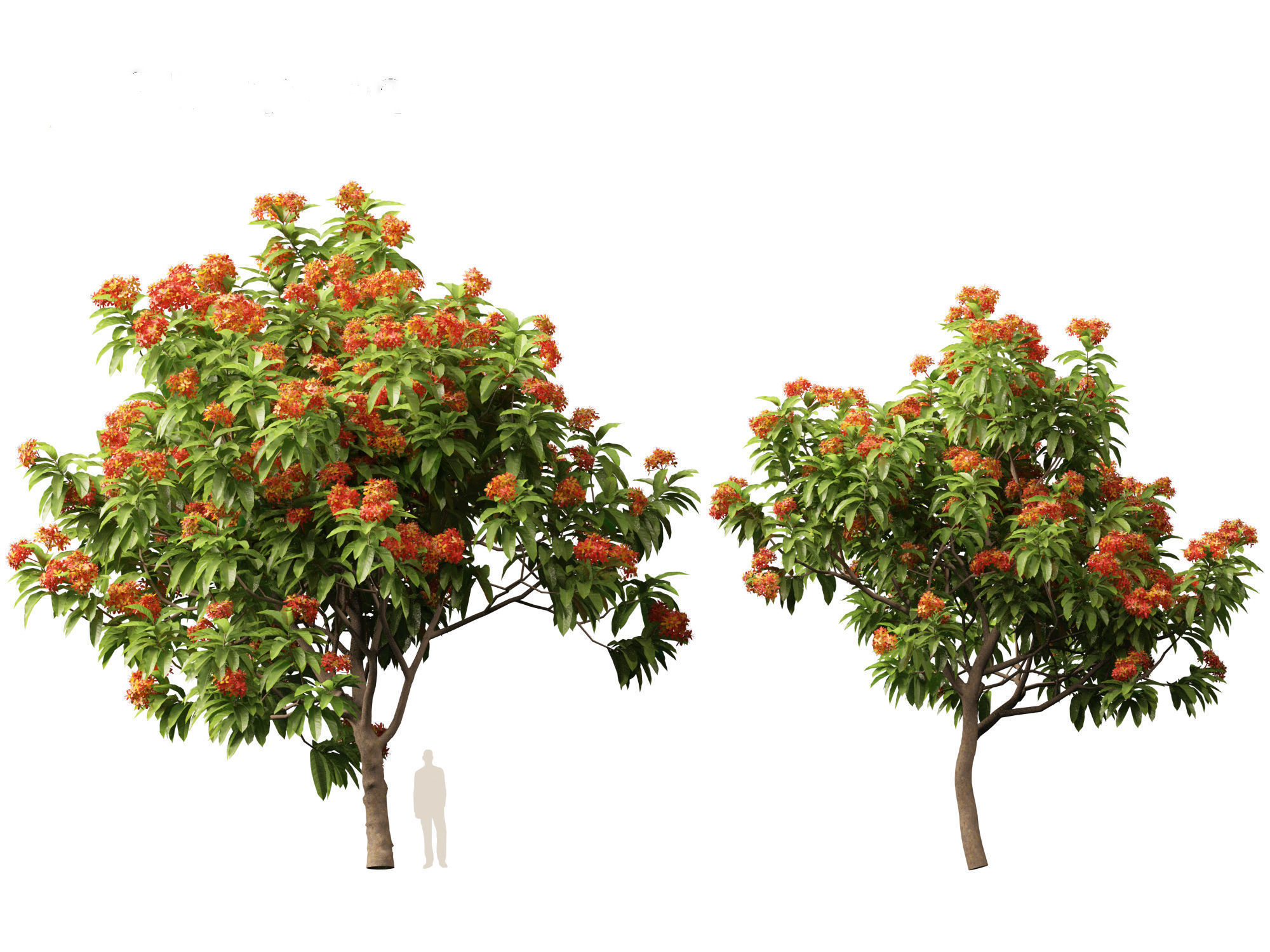 HighPolyLowPoly - Saraca asoca - ashoka tree Low-poly 3D model_8