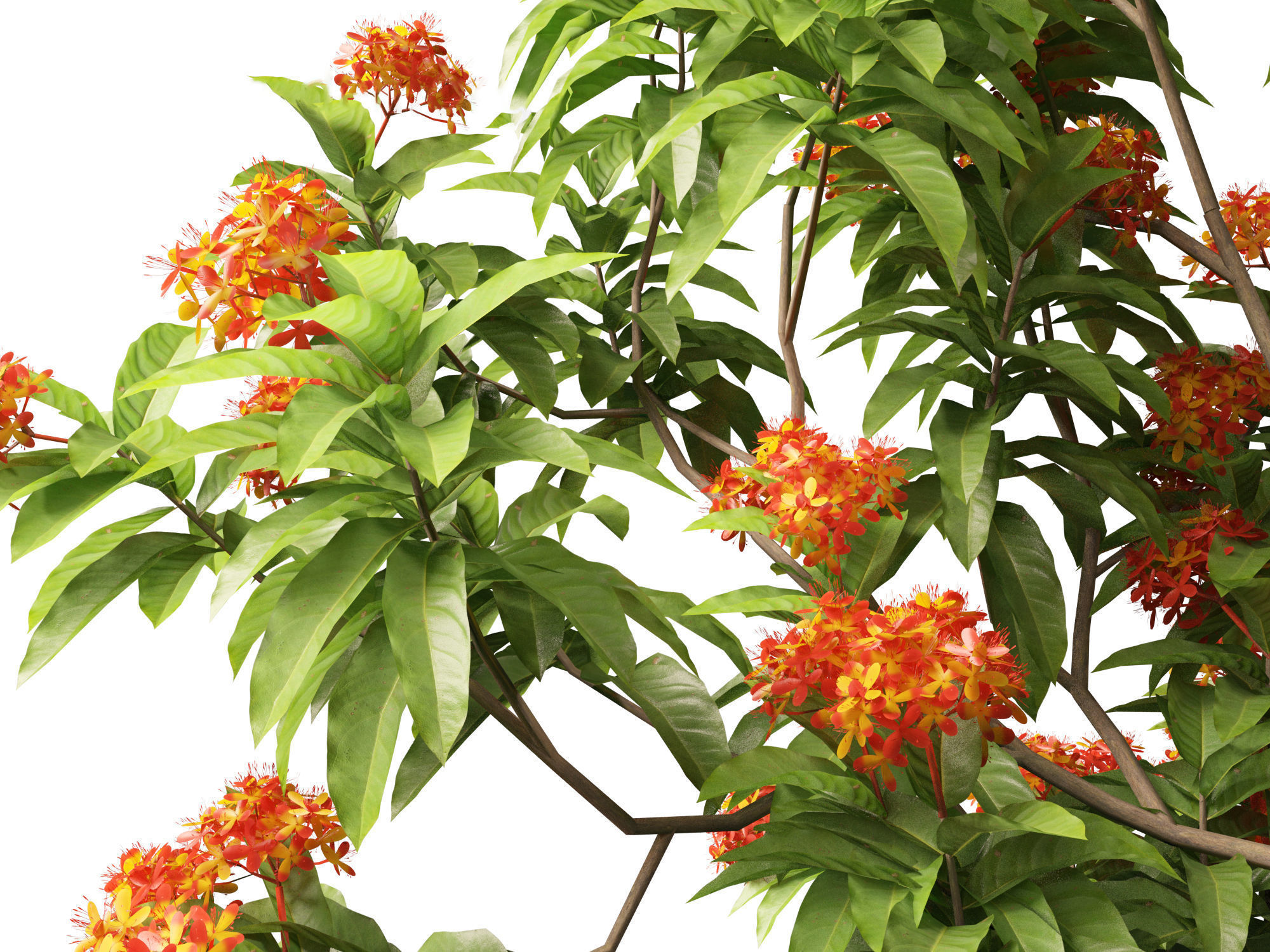 HighPolyLowPoly - Saraca asoca - ashoka tree Low-poly 3D model_3