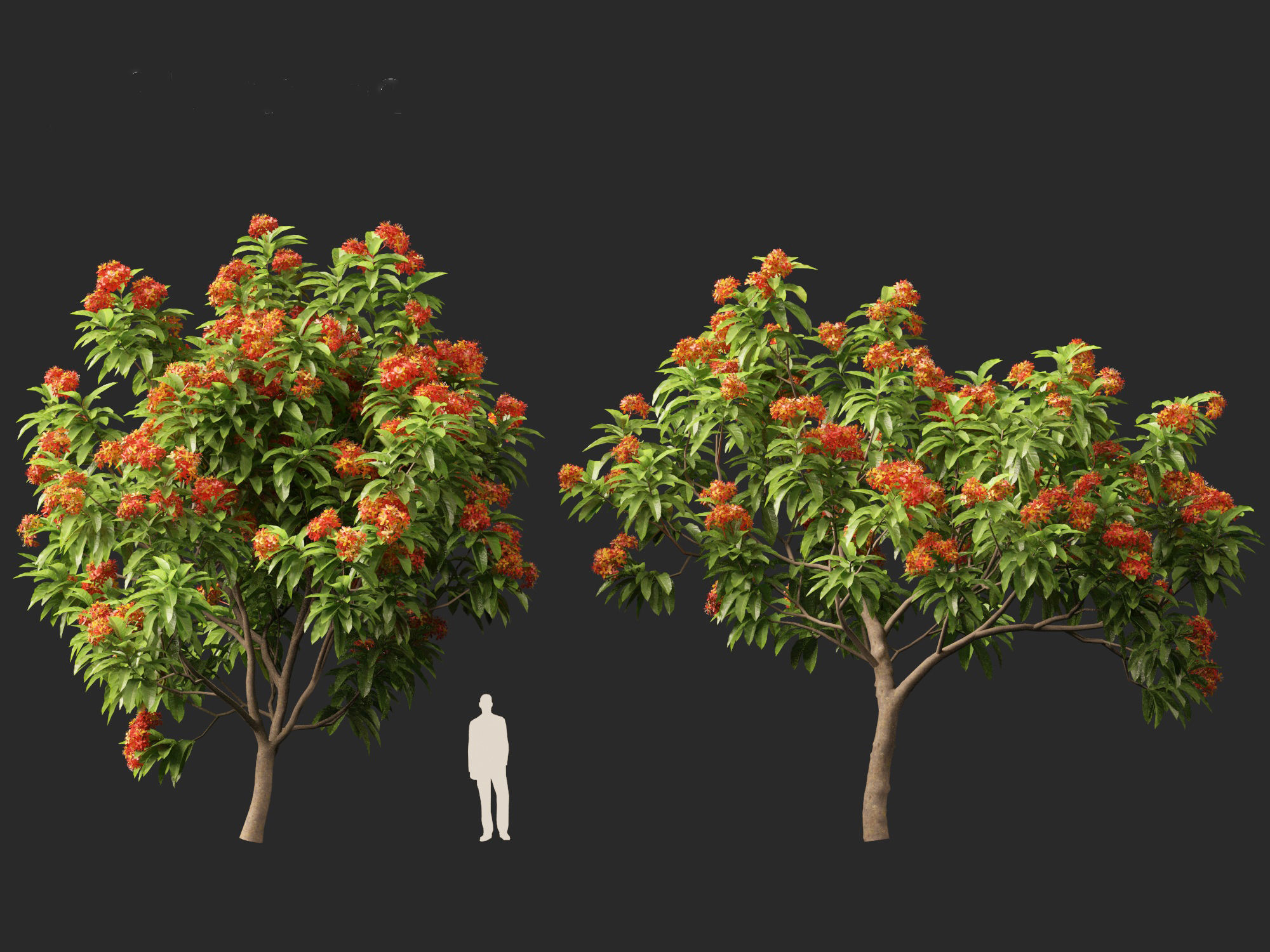 HighPolyLowPoly - Saraca asoca - ashoka tree Low-poly 3D model_11