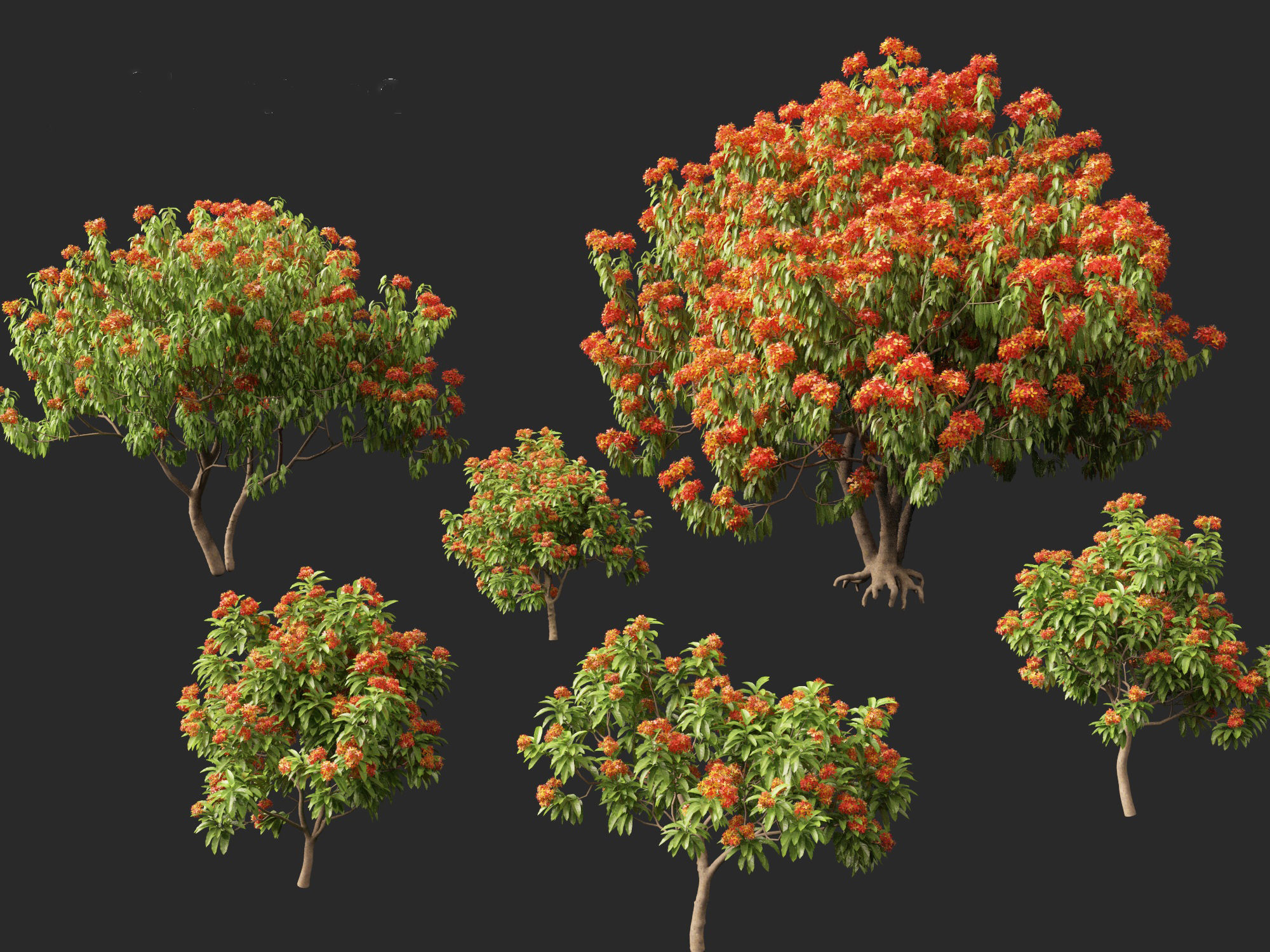 HighPolyLowPoly - Saraca asoca - ashoka tree Low-poly 3D model_2