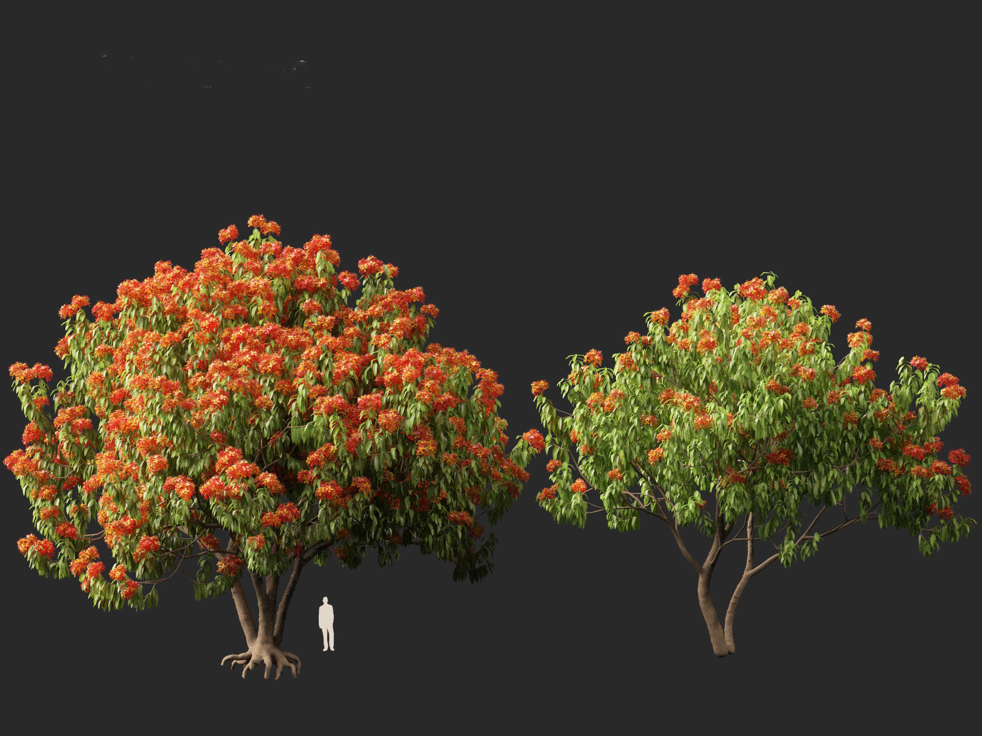 HighPolyLowPoly - Saraca asoca - ashoka tree Low-poly 3D model_7