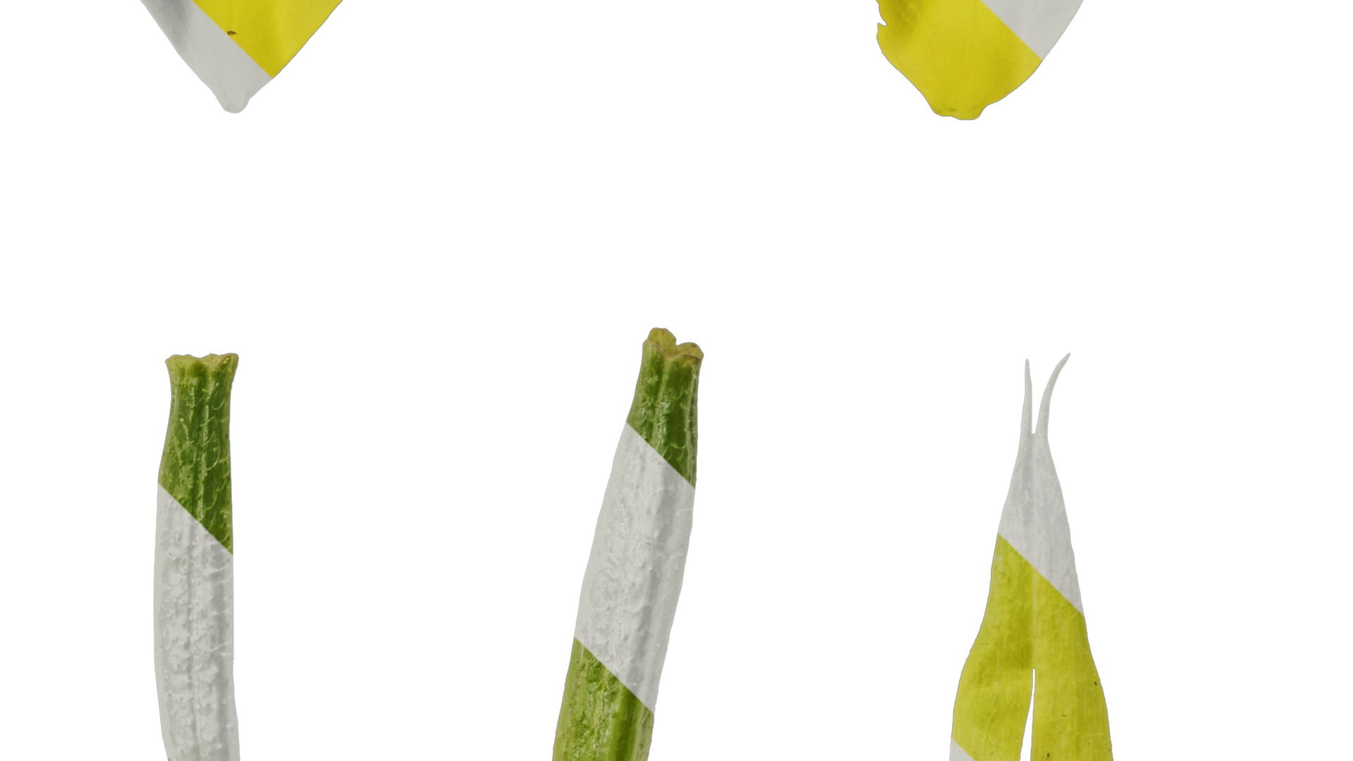 Anydrafts Oenothera glazioviana Flower 02 Texture_3