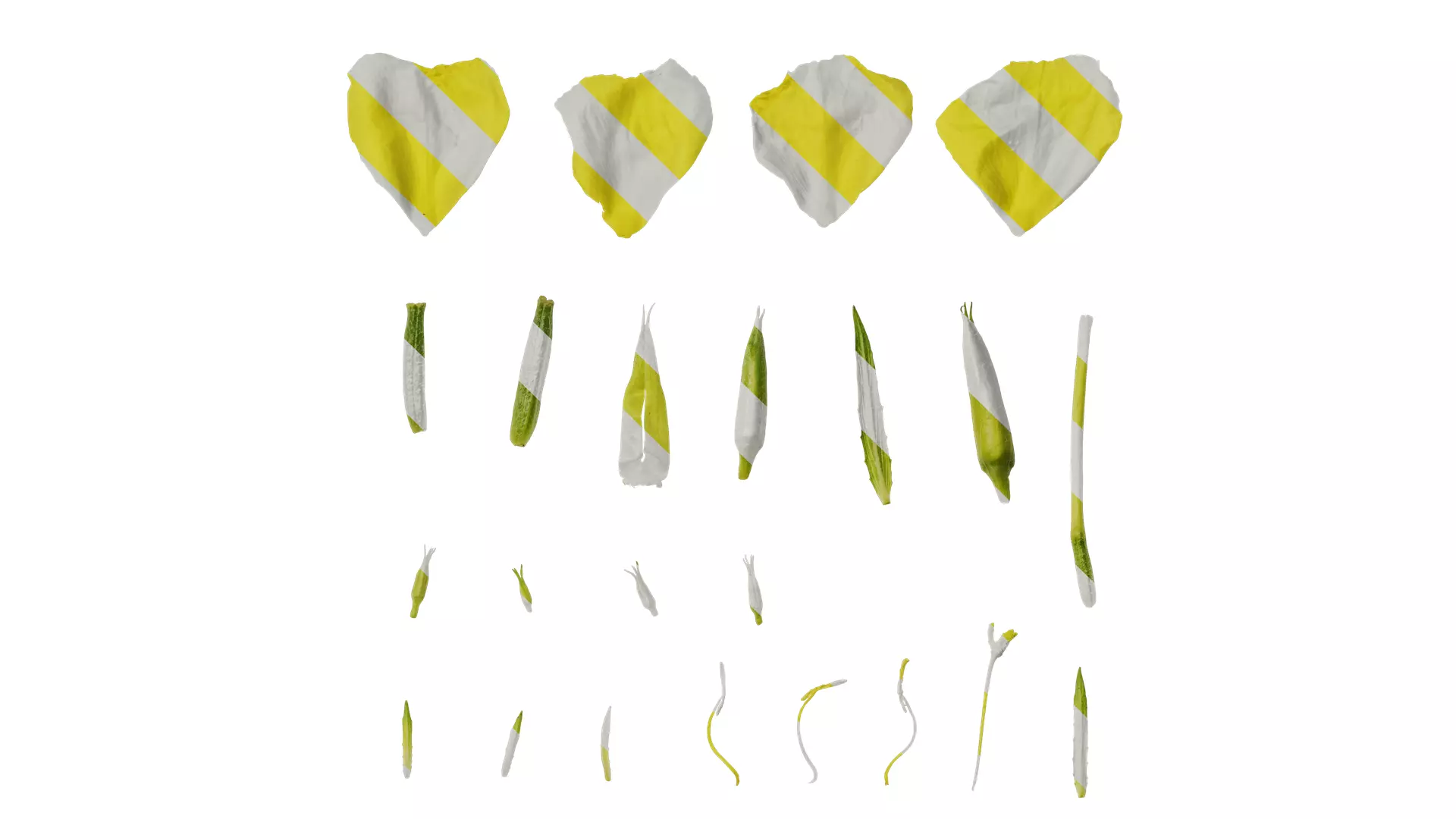 Anydrafts Oenothera glazioviana Flower 02 Texture_0