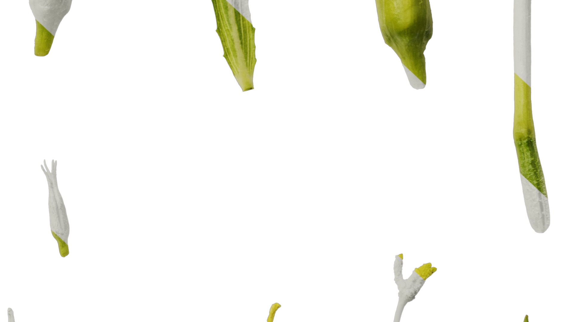 Anydrafts Oenothera glazioviana Flower 02 Texture_6