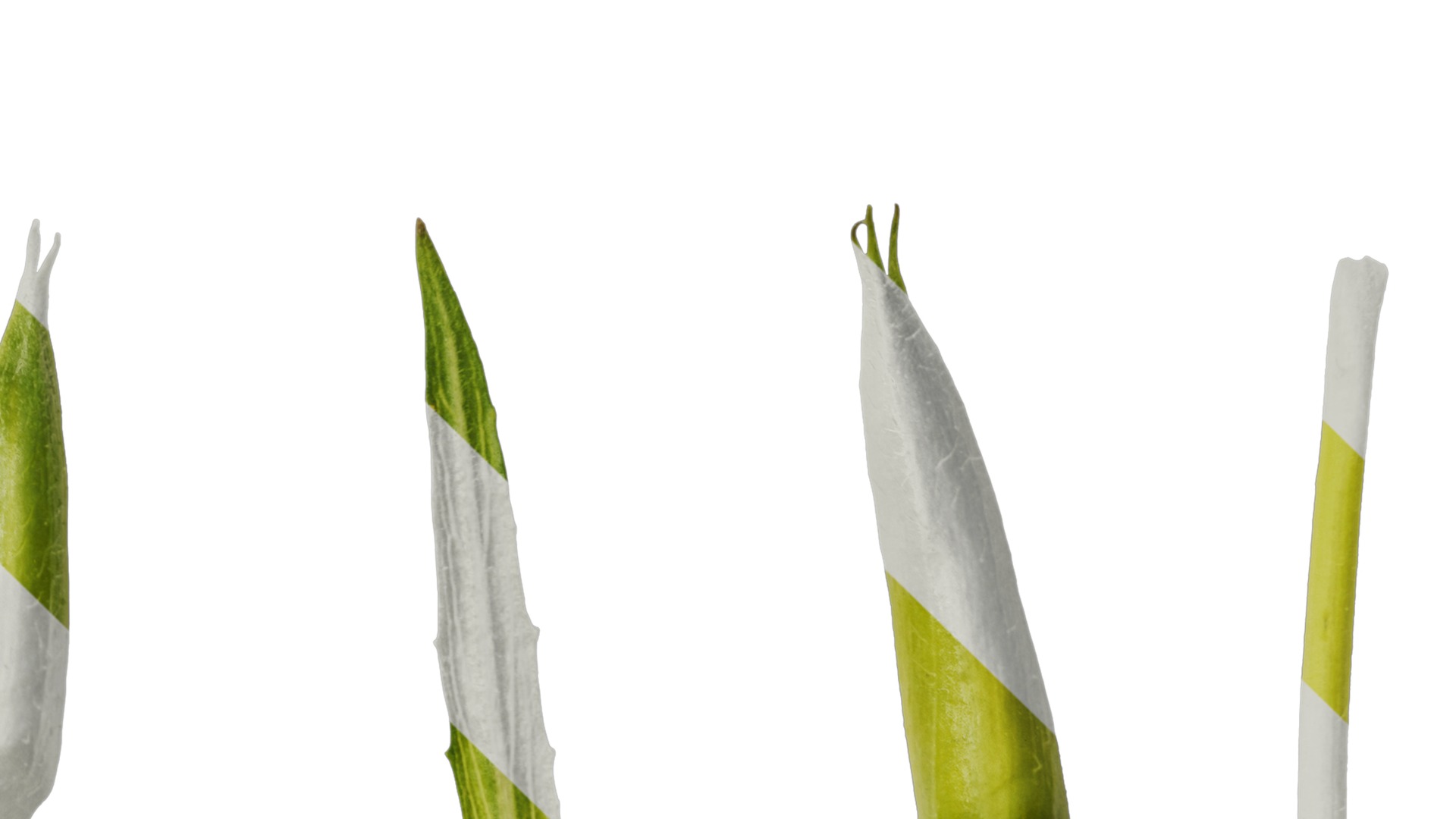 Anydrafts Oenothera glazioviana Flower 02 Texture_4