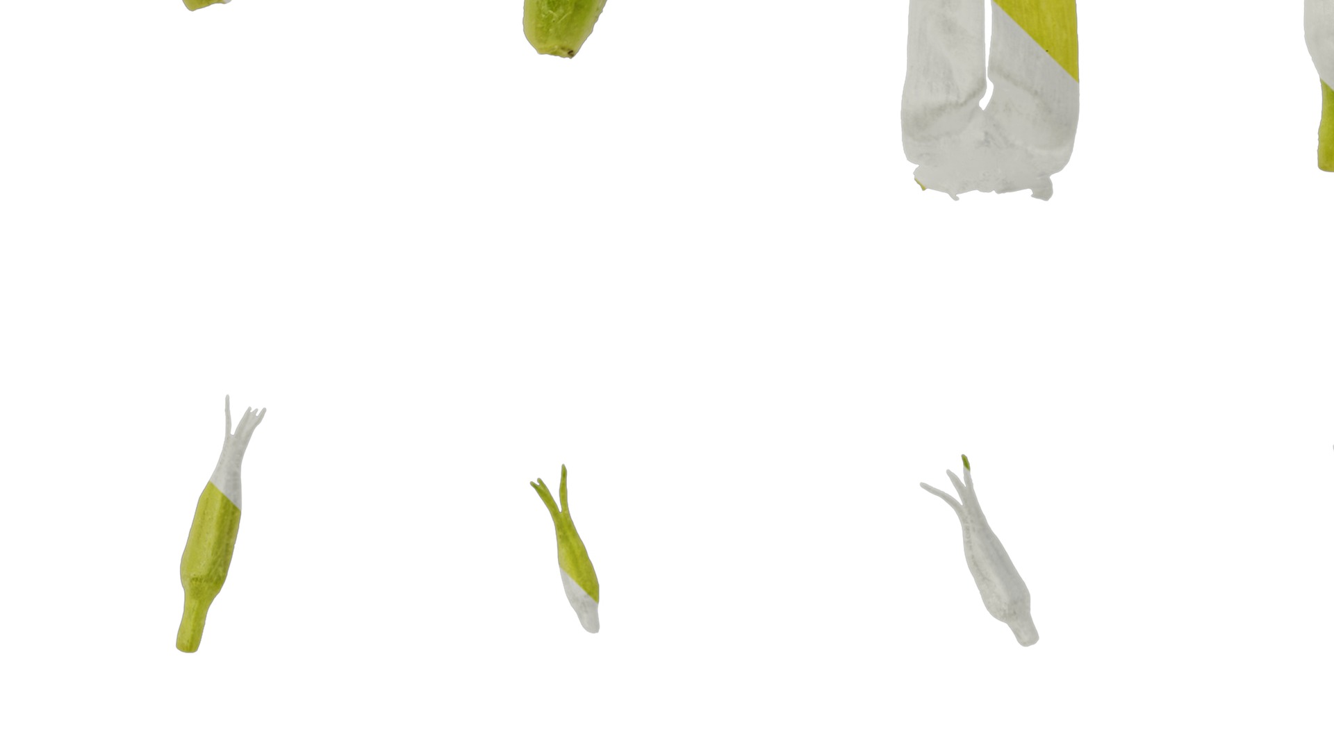 Anydrafts Oenothera glazioviana Flower 02 Texture_5