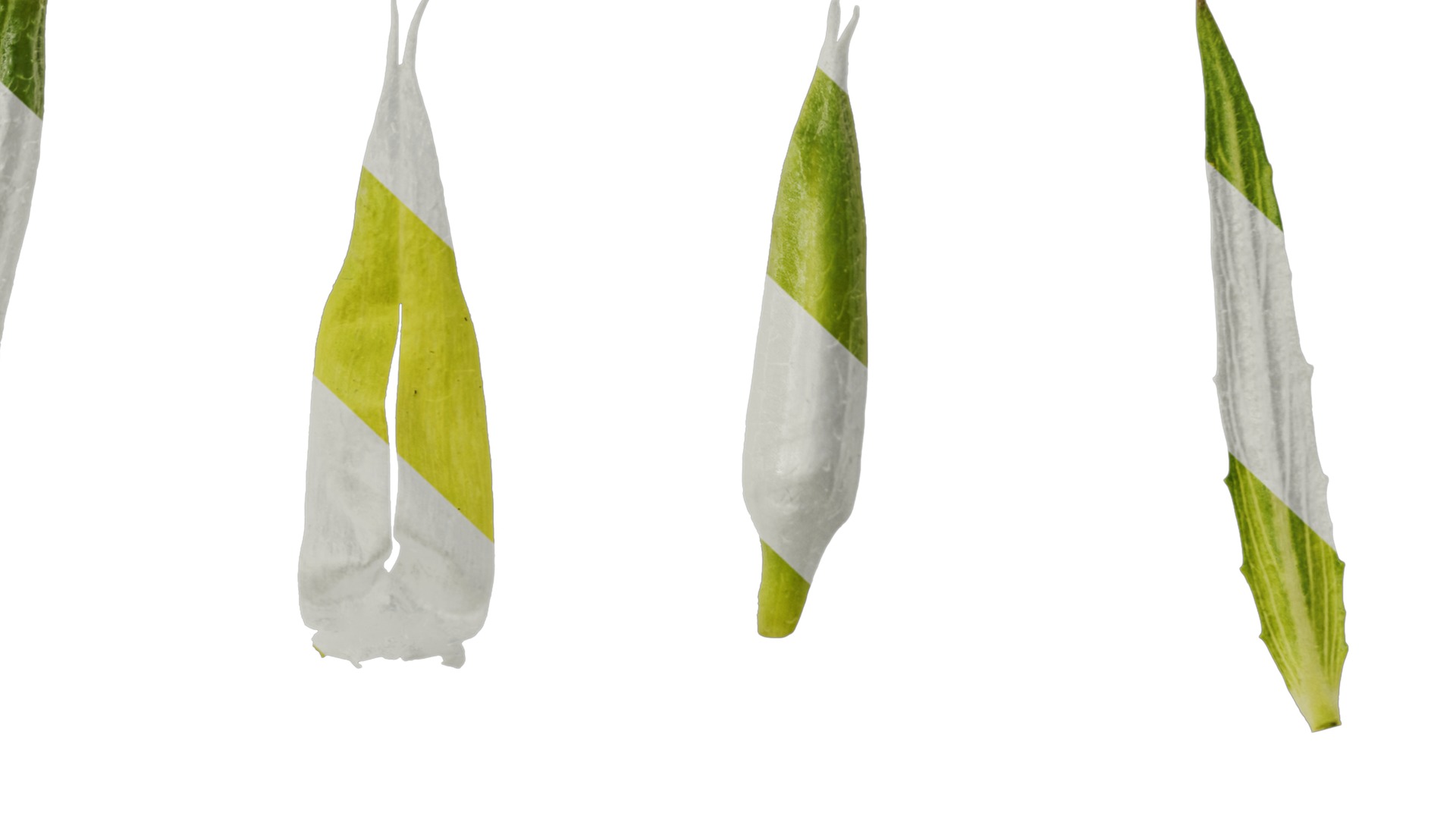 Anydrafts Oenothera glazioviana Flower 02 Texture_7