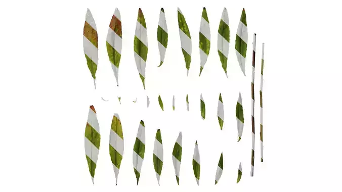 Anydrafts Oenothera glazioviana Leaf 01