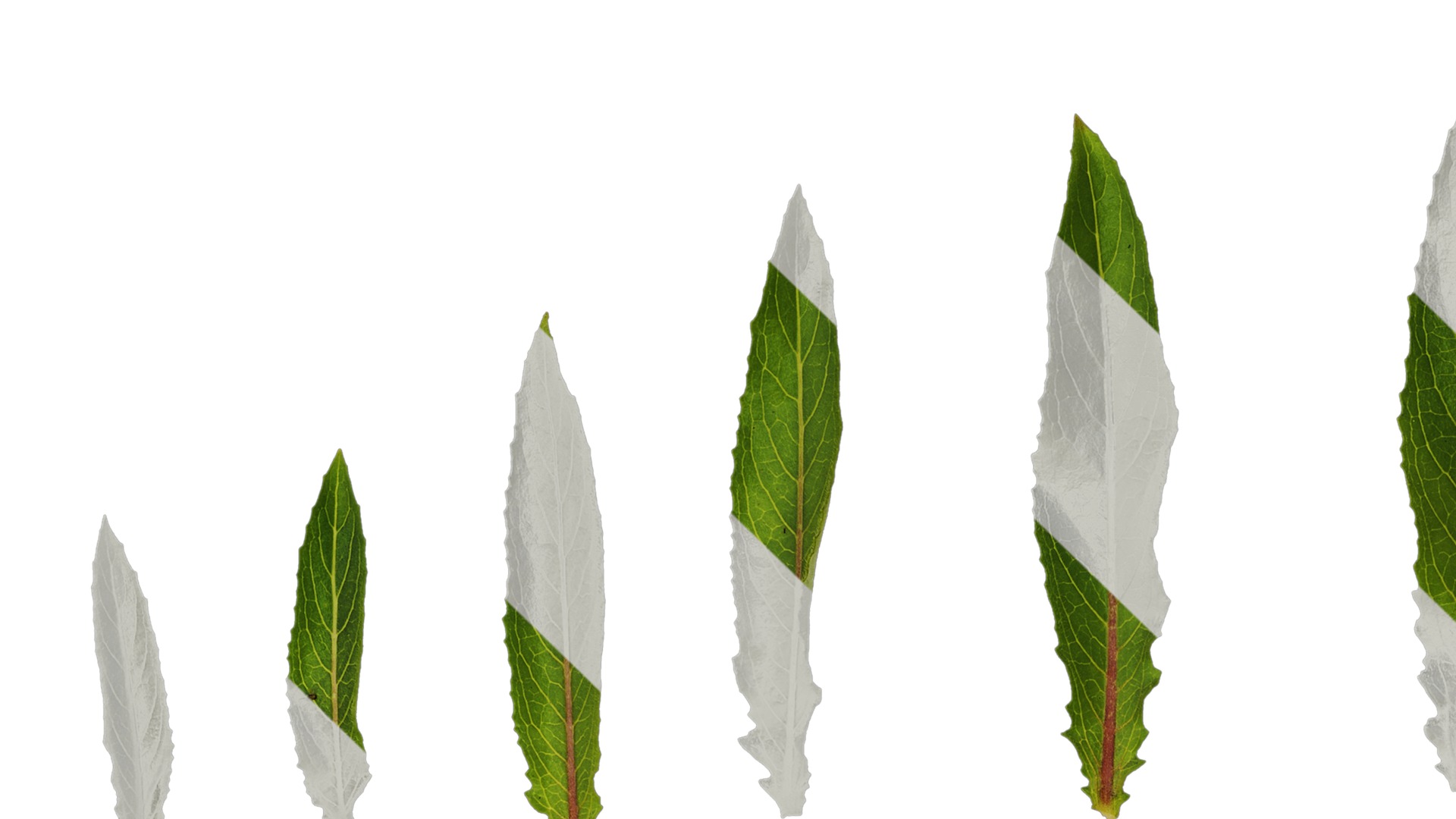 Anydrafts Oenothera glazioviana Leaf 02 Texture_1