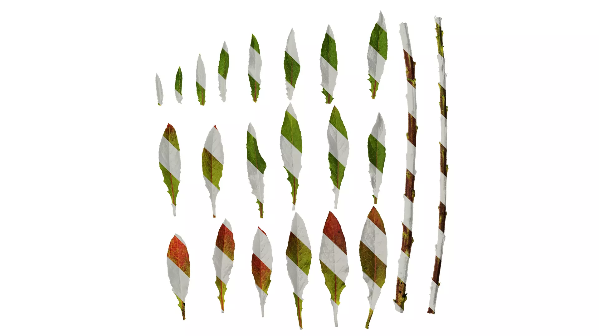 Anydrafts Oenothera glazioviana Leaf 02 Texture_0