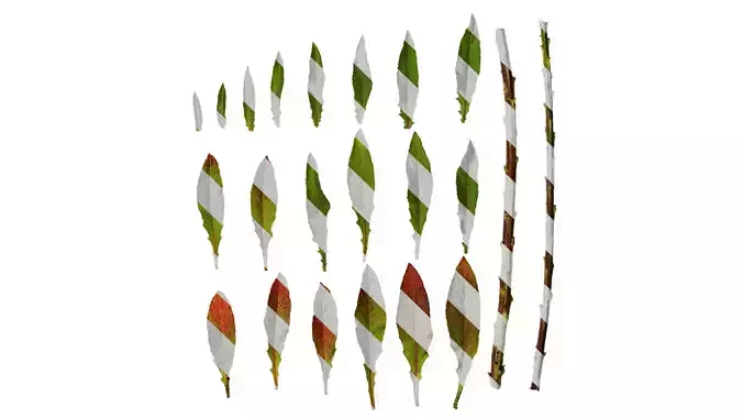 Anydrafts Oenothera glazioviana Leaf 02