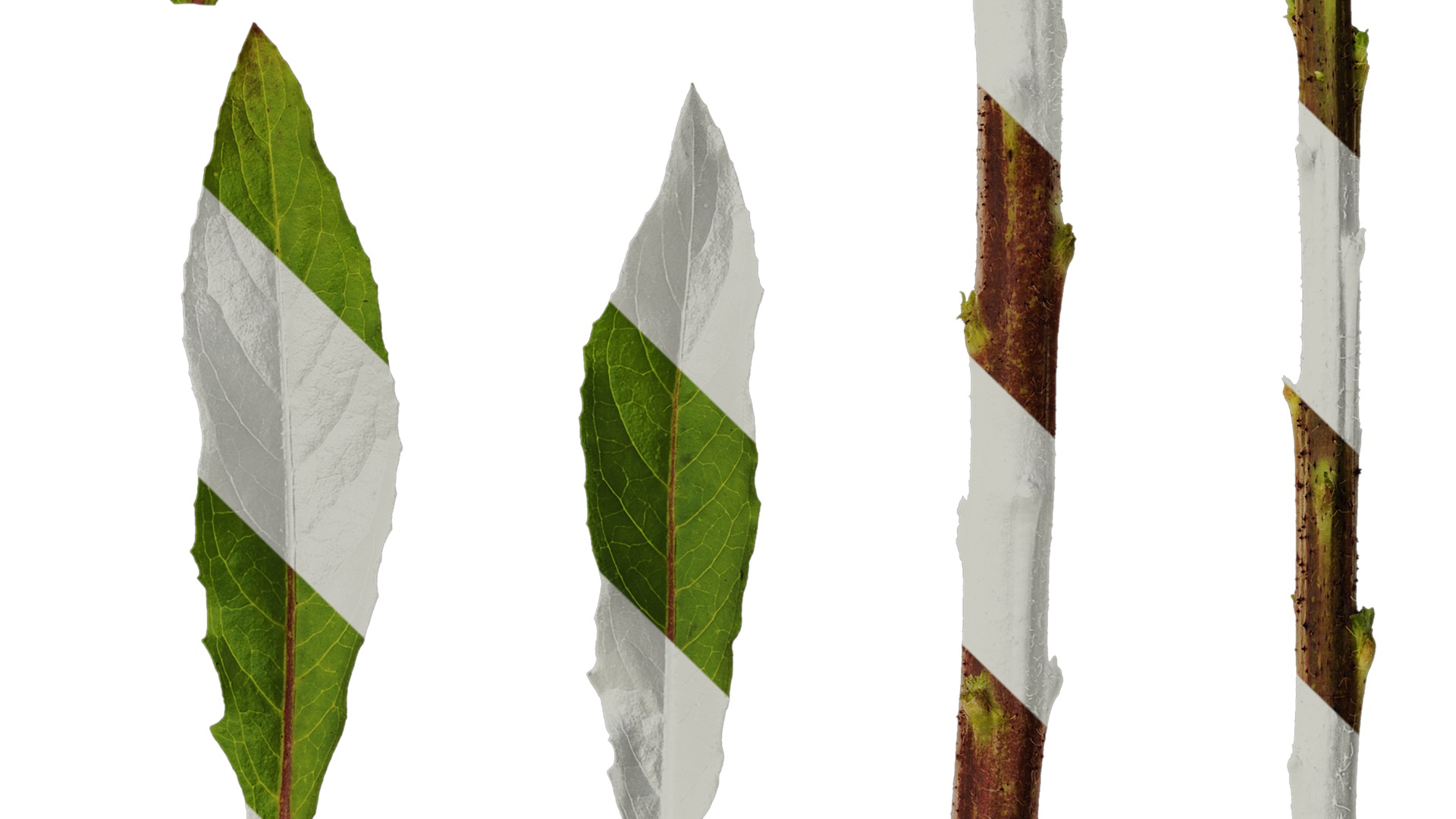 Anydrafts Oenothera glazioviana Leaf 02 Texture_4